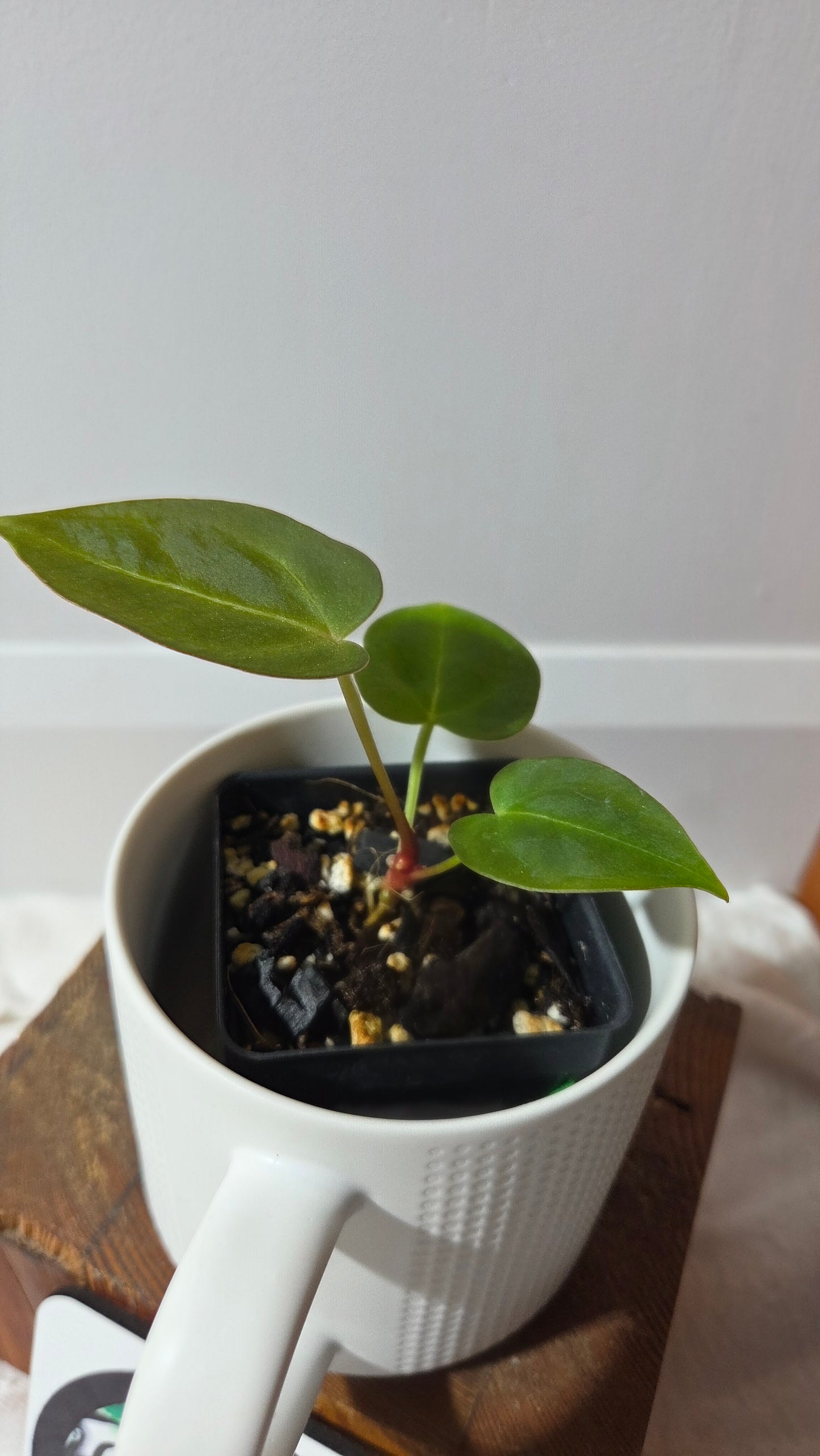 (Anthurium Hoffmanii "format PETIT" (ANT-654)