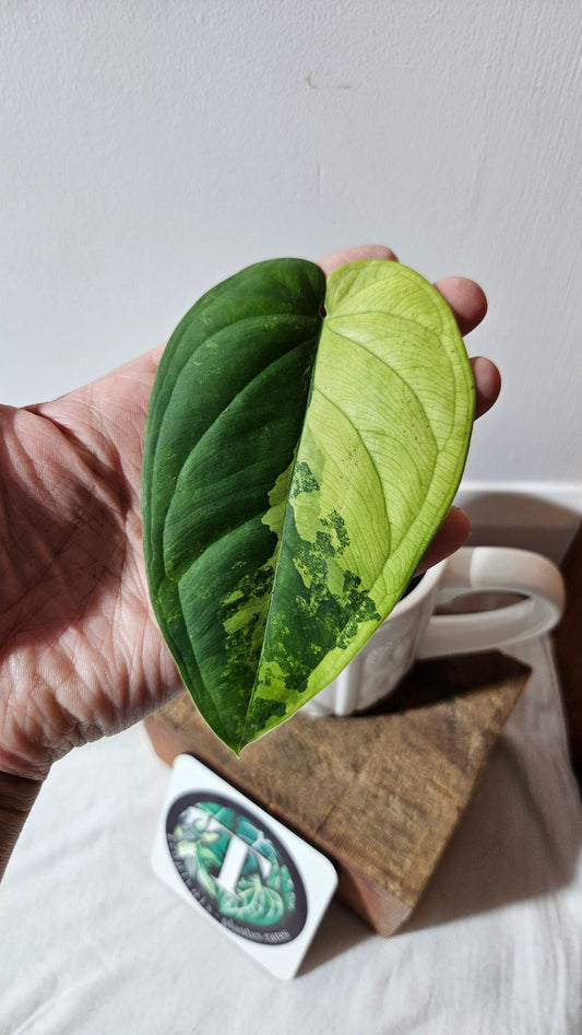 Syngonium Chiapense Albo (SYN-465)