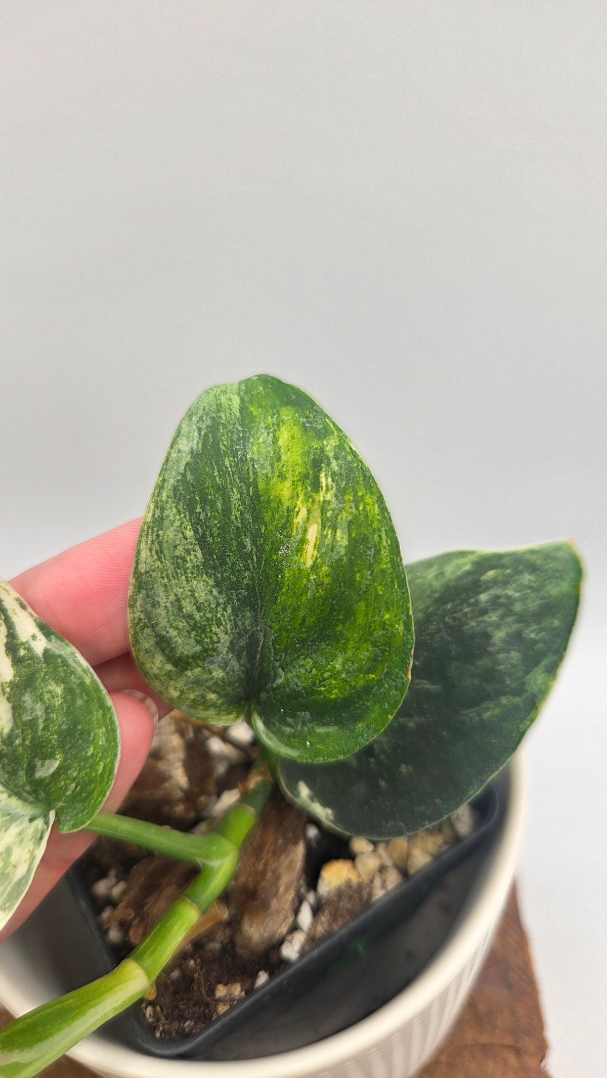 Scindapsus Dark satin Tricolore (SCI-1519)