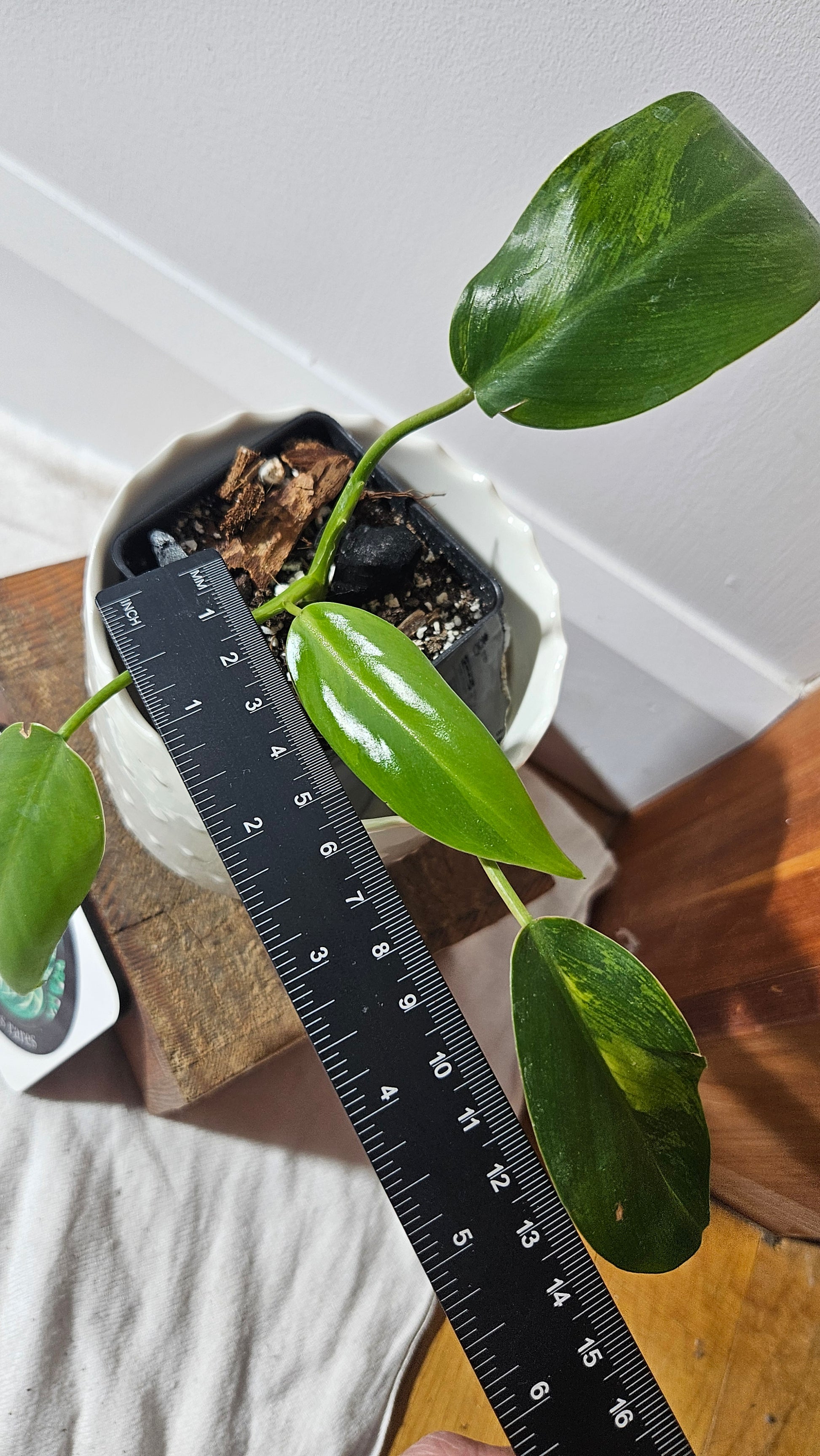 philodendron avocado shake Philodendron Avocado Shake (PHI-773)