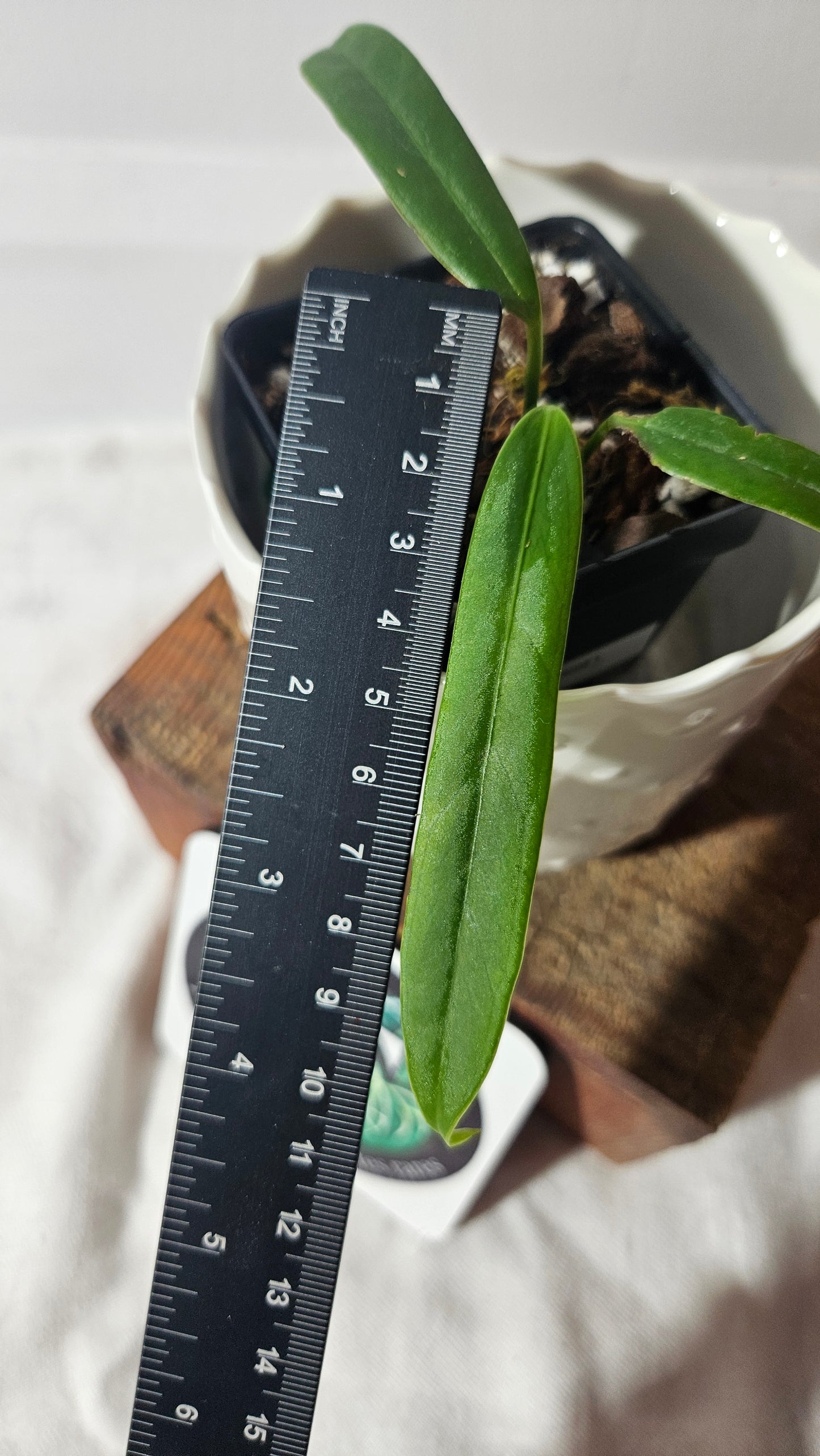 Anthurium Ceronii Aff "format SEEDLING"(ANT-402)