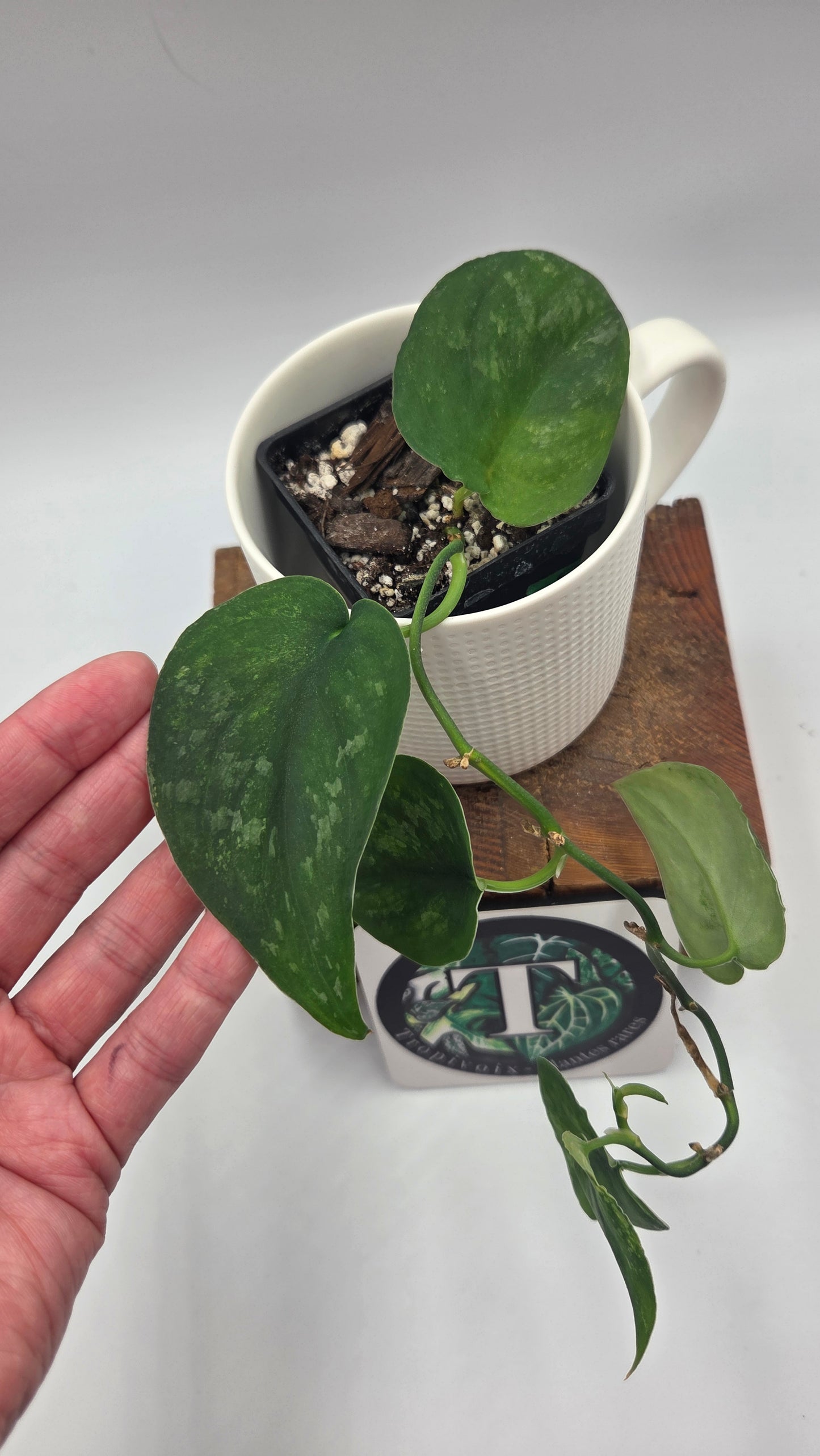 Scindapsus Silver Splash "Green on Green" (SCI-813)