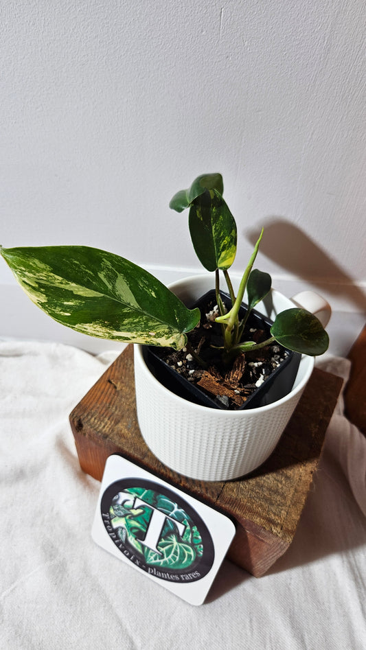 Philodendron Florida Beauty (PHI-939)