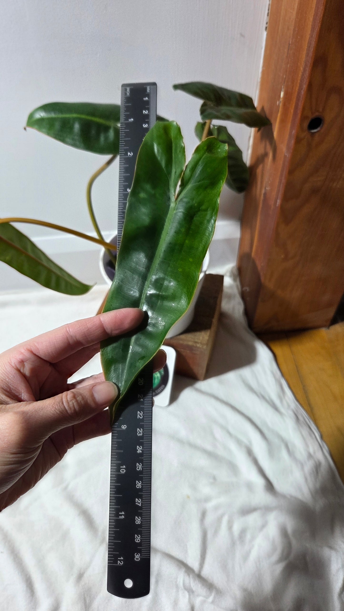 Philodendron Billietiae (PHI-961)