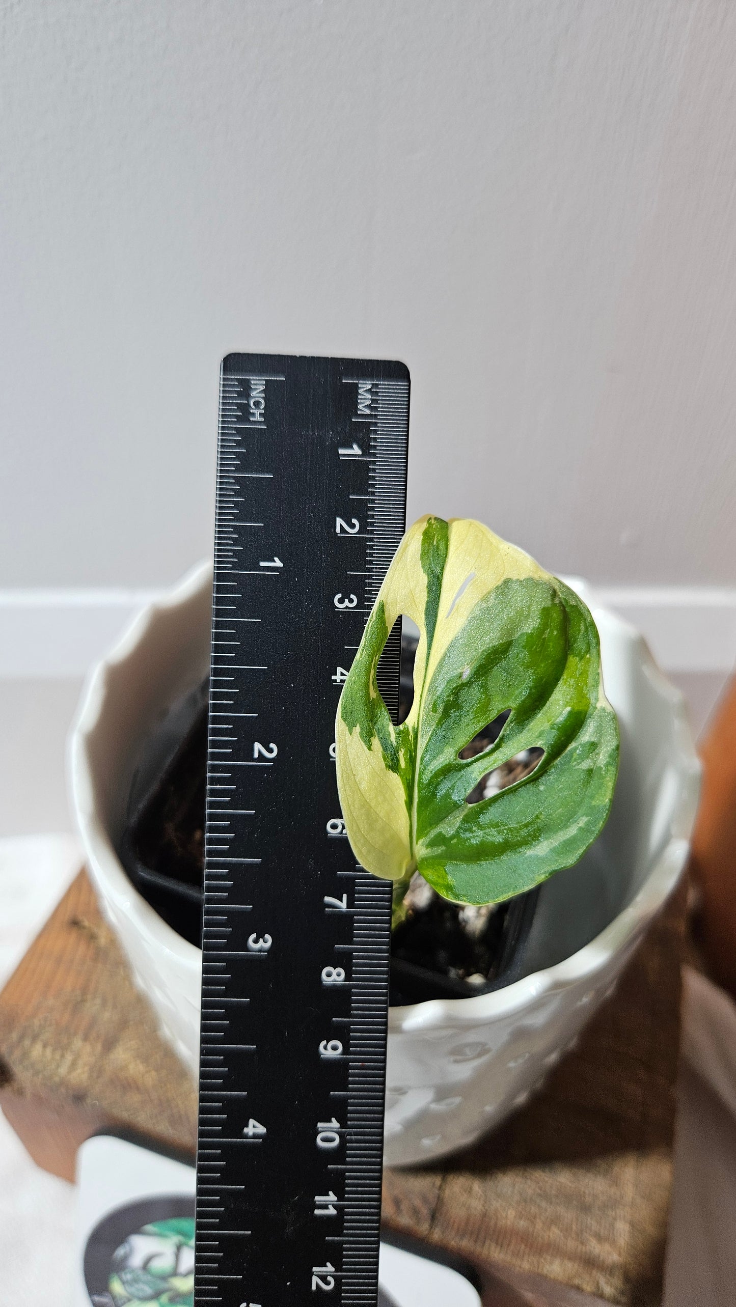 Monstera Andasonii Tricolore (MON-453)