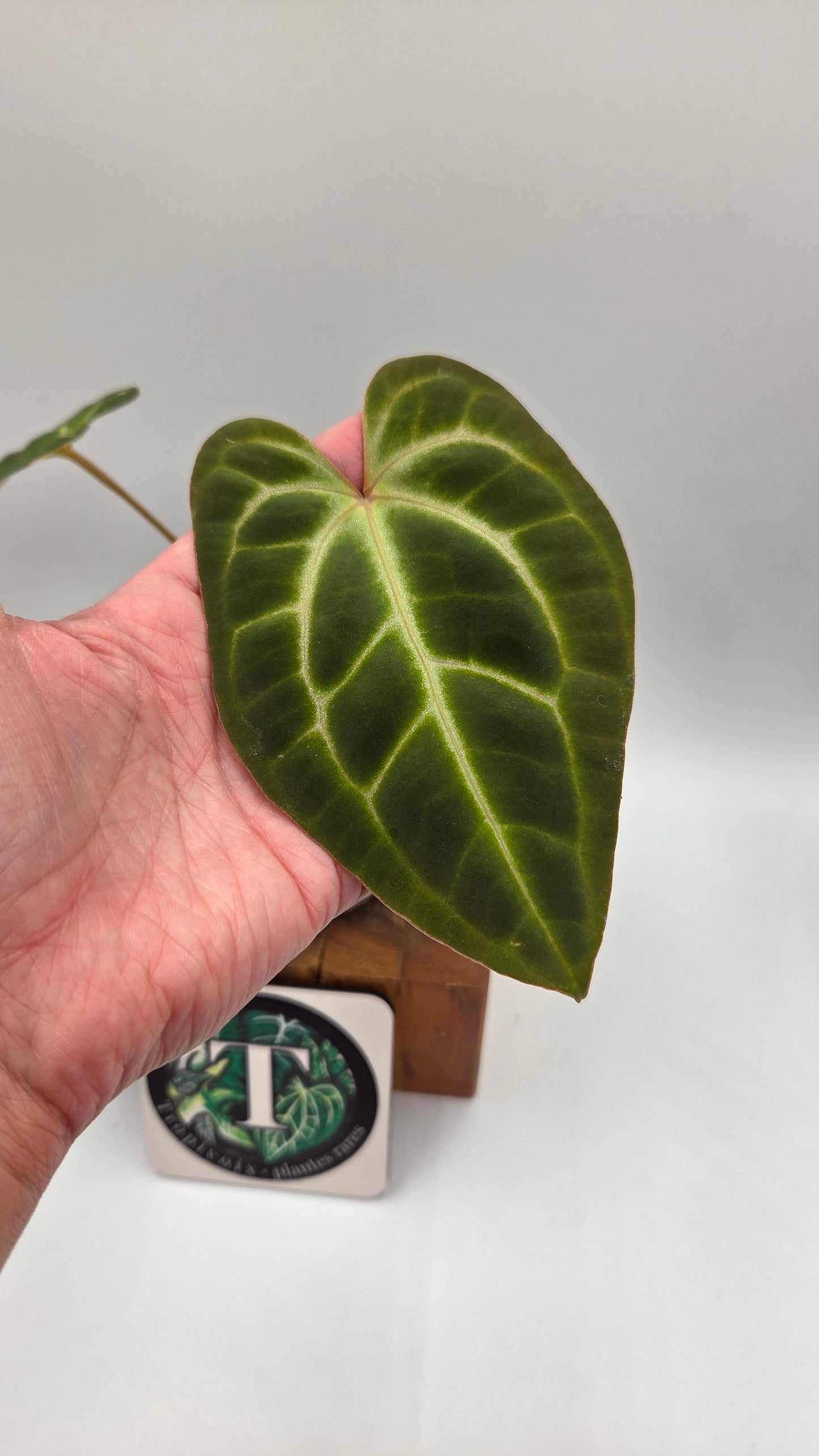 Anthurium Besseae Aff Pink "Format MOYEN" (ANT-675)