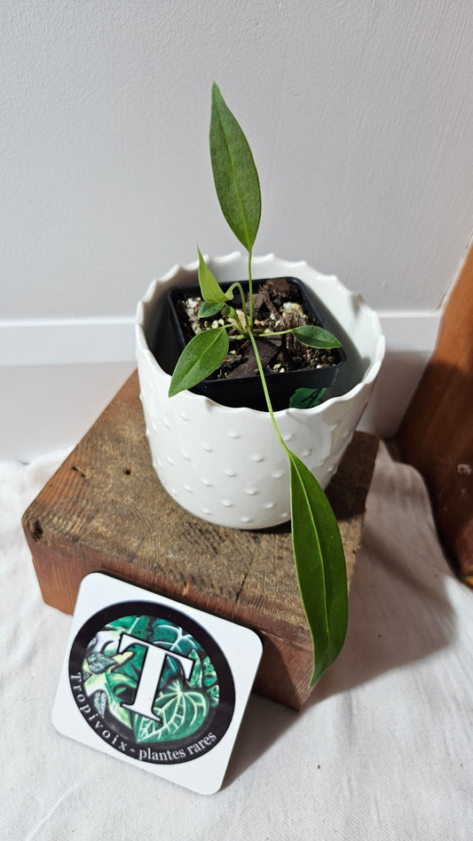 Anthurium Wendlingeri Aff "format PETIT" (ANT-536)