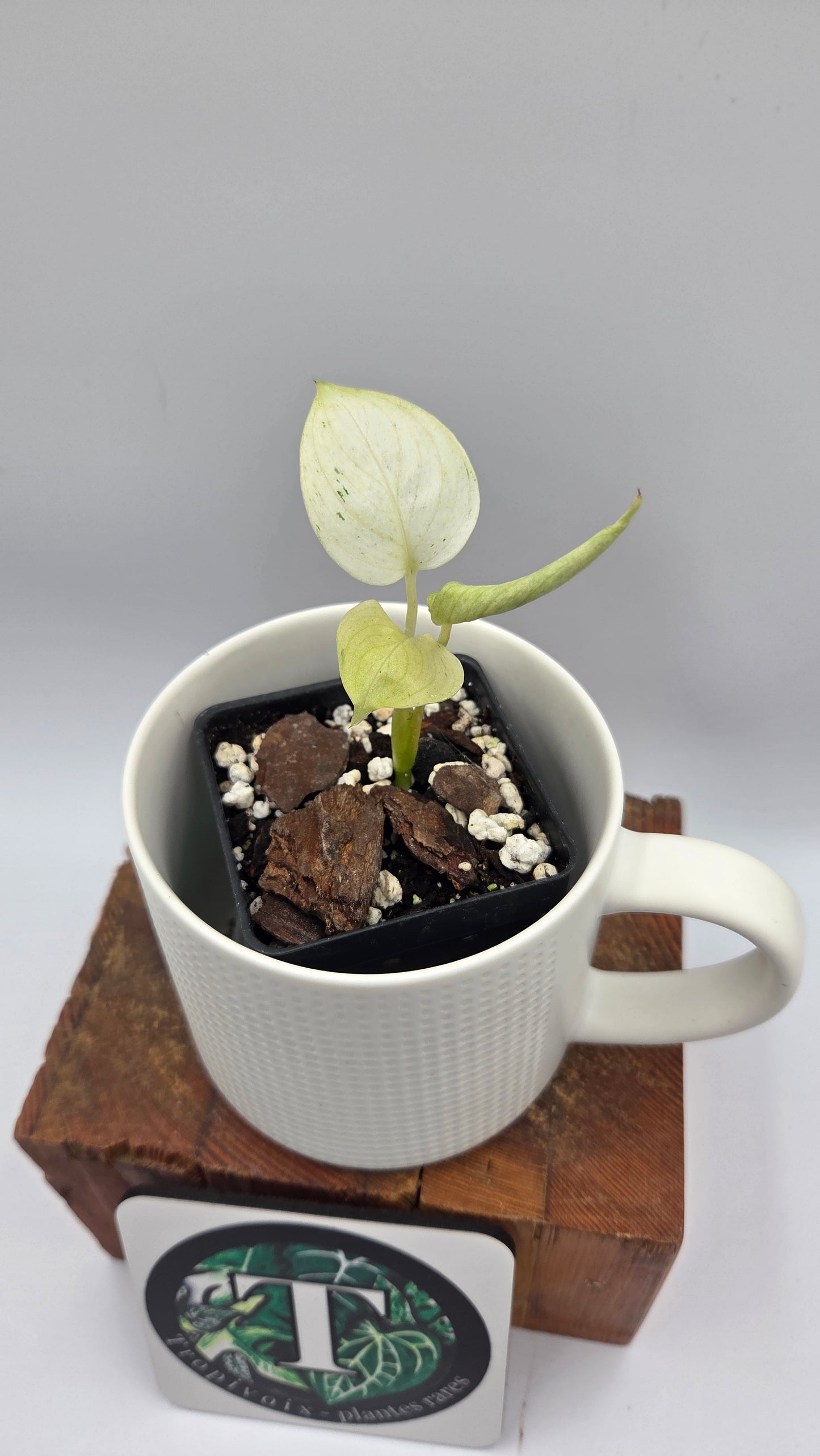 Scindapsus Hederaceus White Mint (SCI-1458)