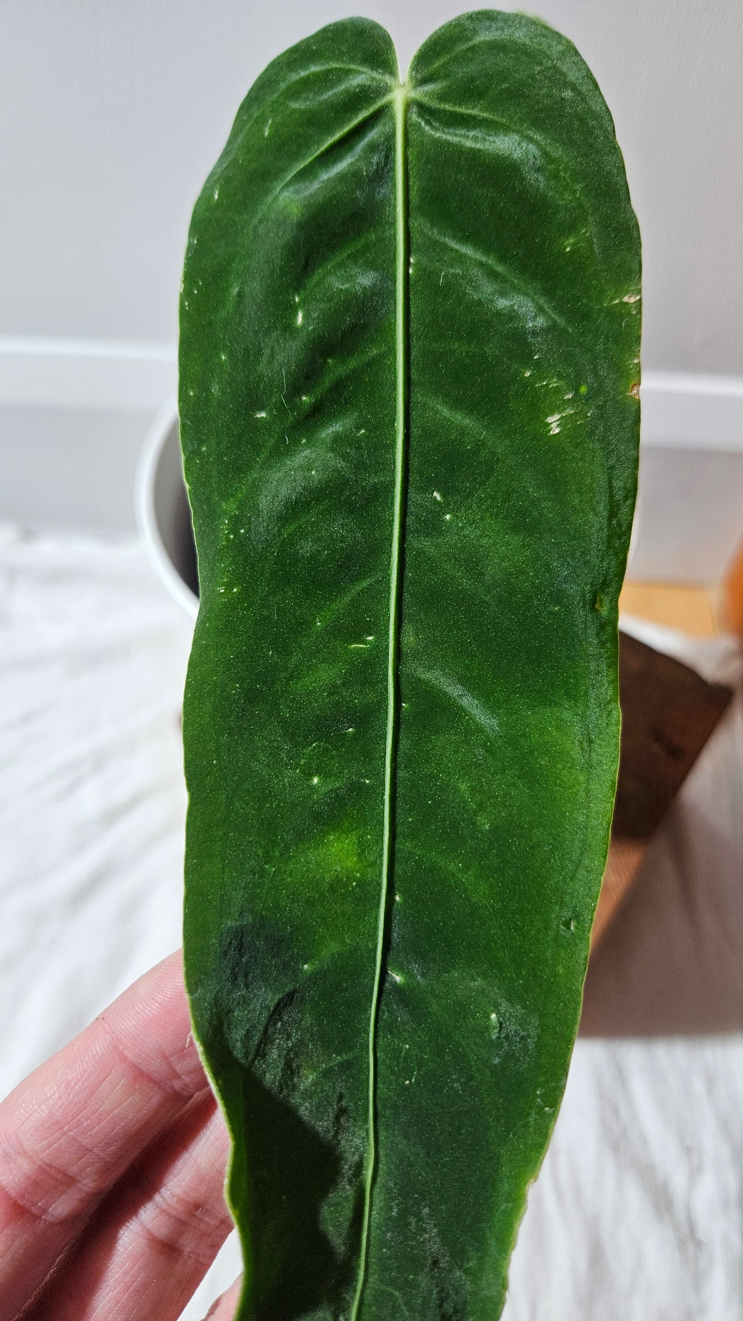 Anthurium Cirinoi X Warocqueanum "format MOYEN" (ANT-625)