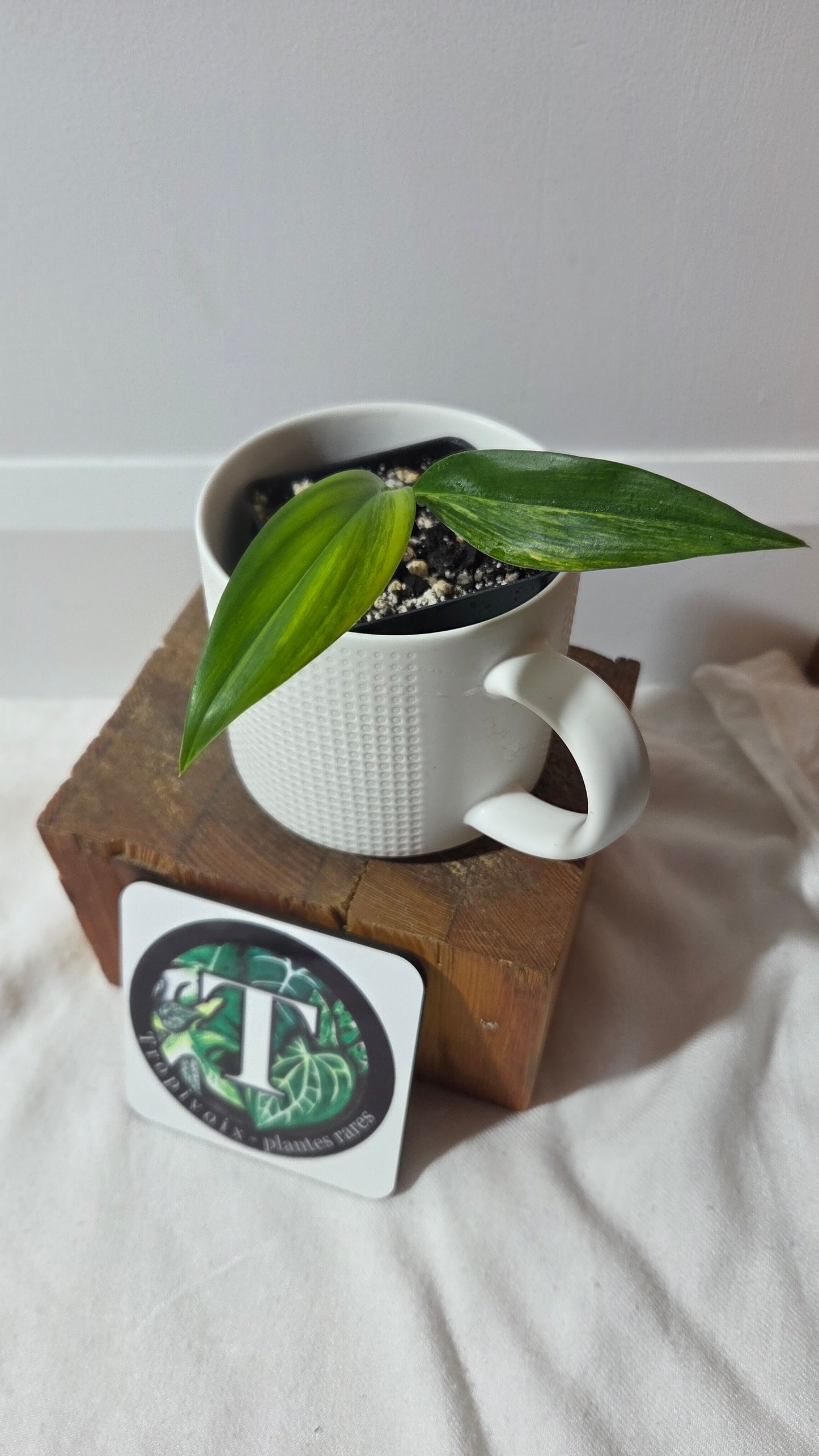Epipremnum Amplissinum Variegata (EPI-231)