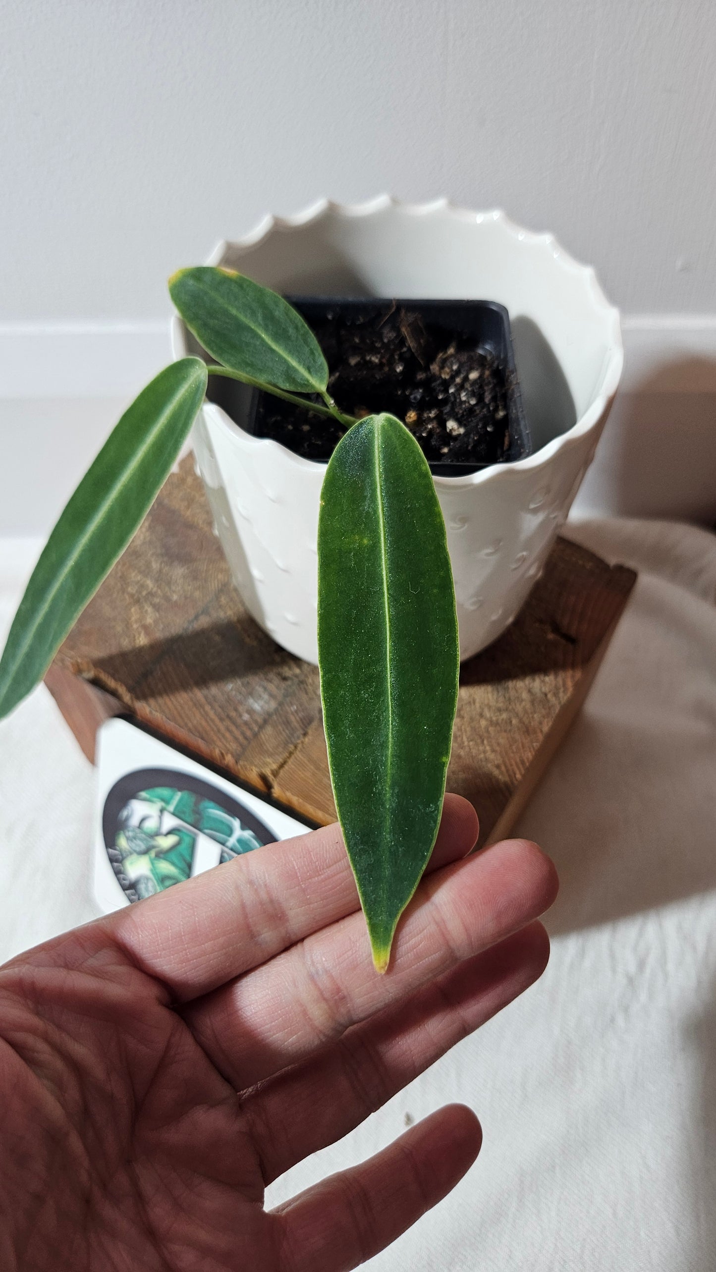 Anthurium Warocqueanum  "format PETIT"(ANT-437)