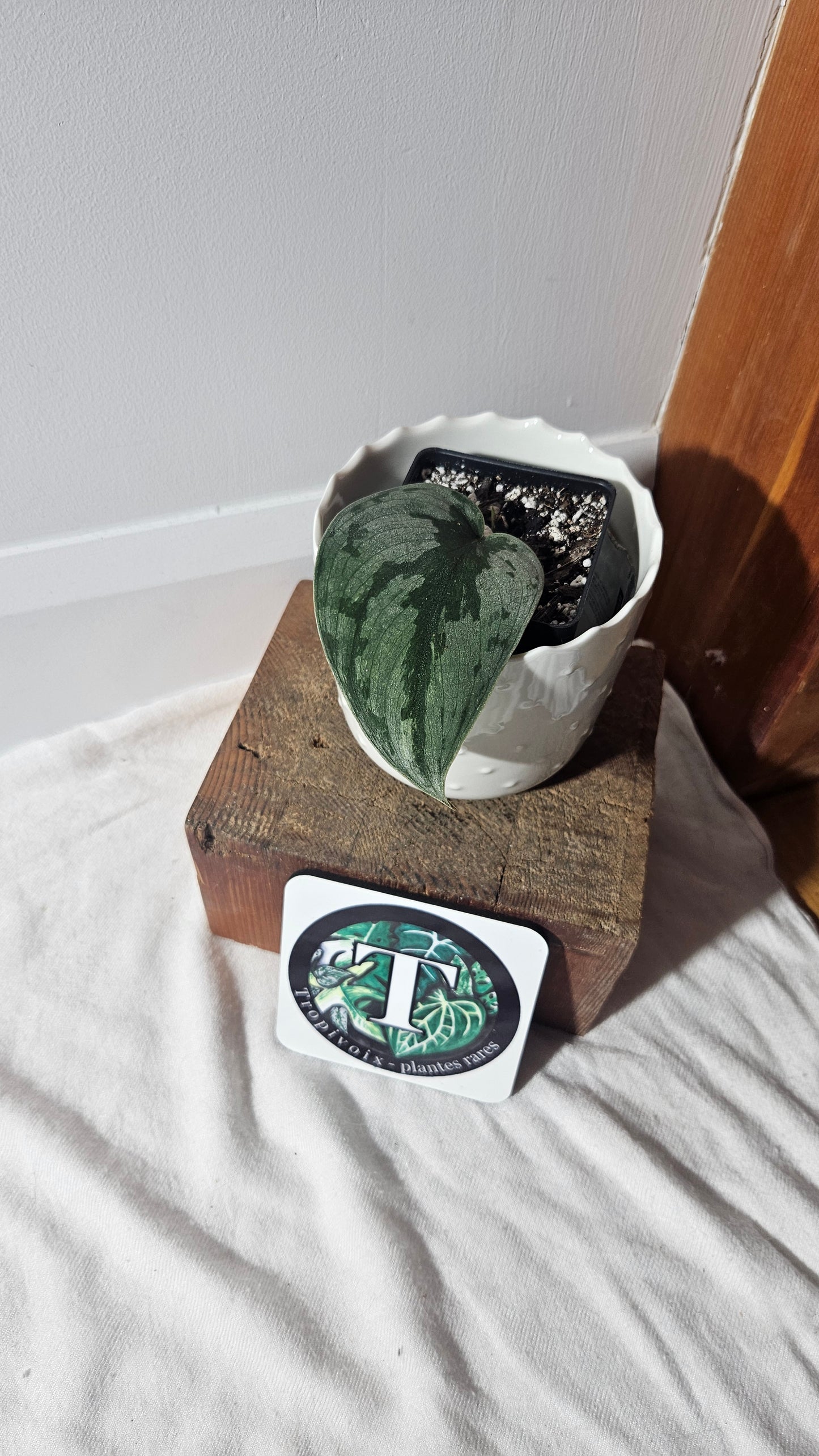 Scindapsus Sparkling Bornéo (SCI-924)