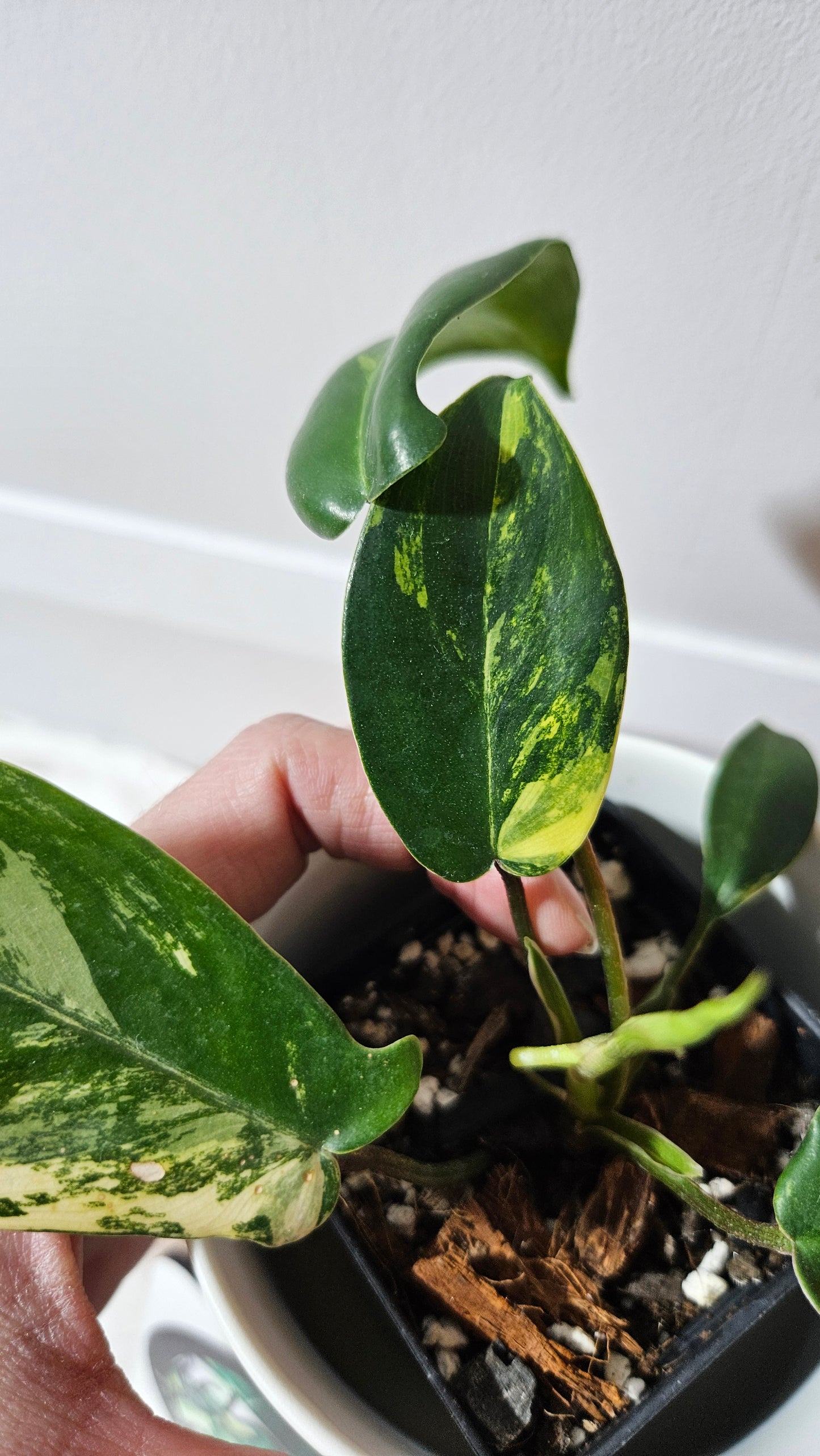 Philodendron Florida Beauty (PHI-939)