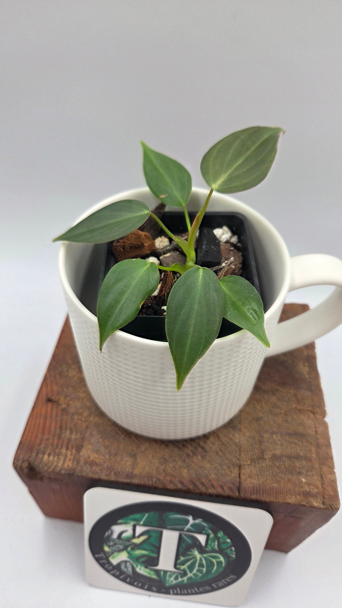 Philodendron Glorious (PHI-1098)