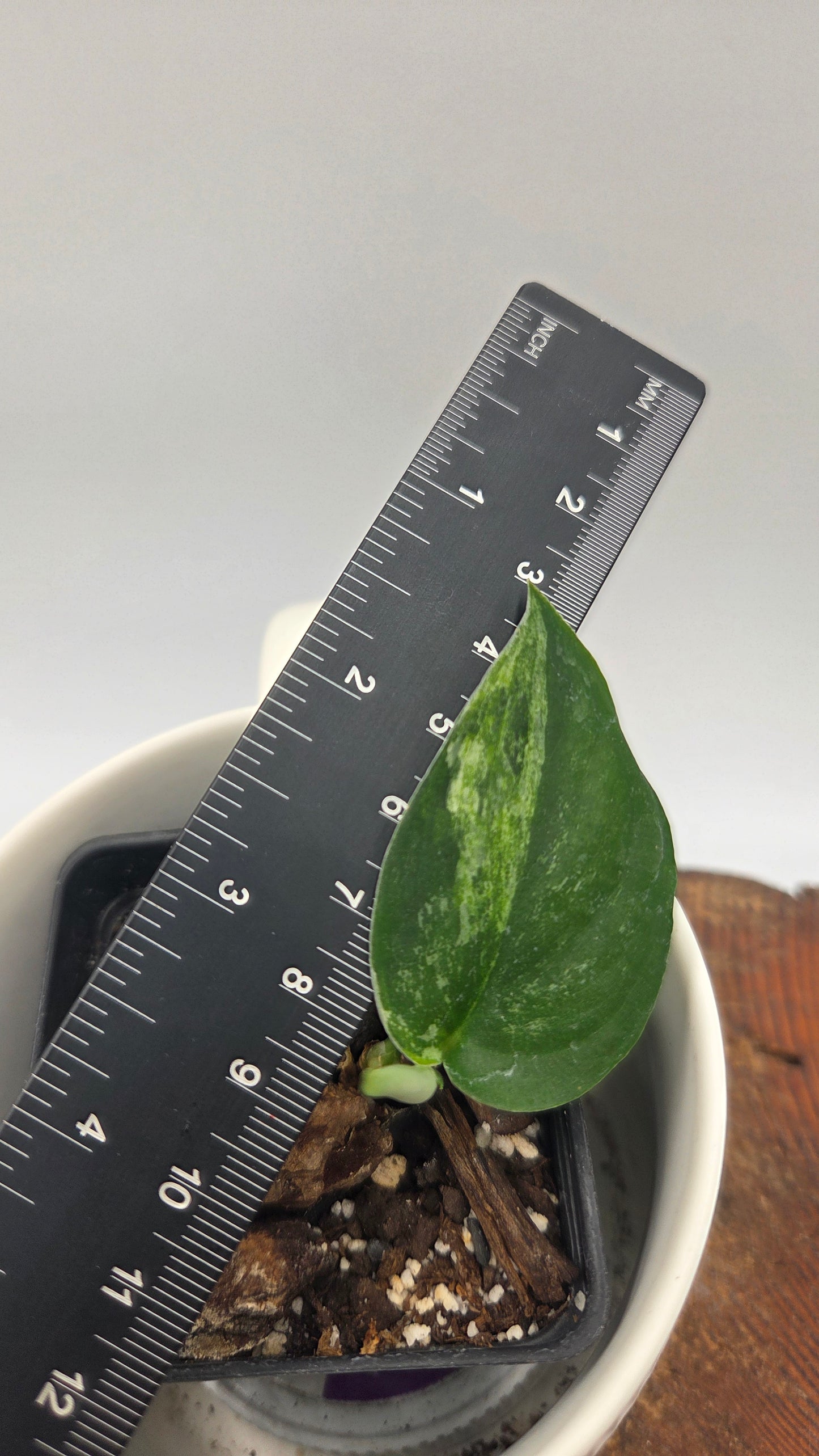 Scindapsus Dark Splash Variegata (SCI-641)