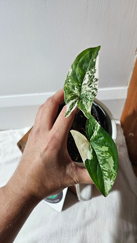 Syngonium Albo (SYN-472)