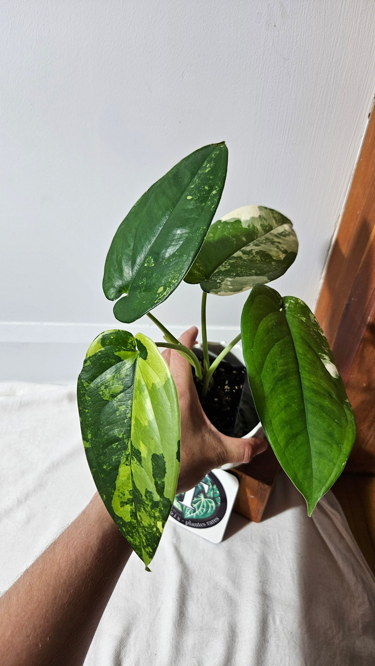 Syngonium Chiapense Albo (SYN-451)