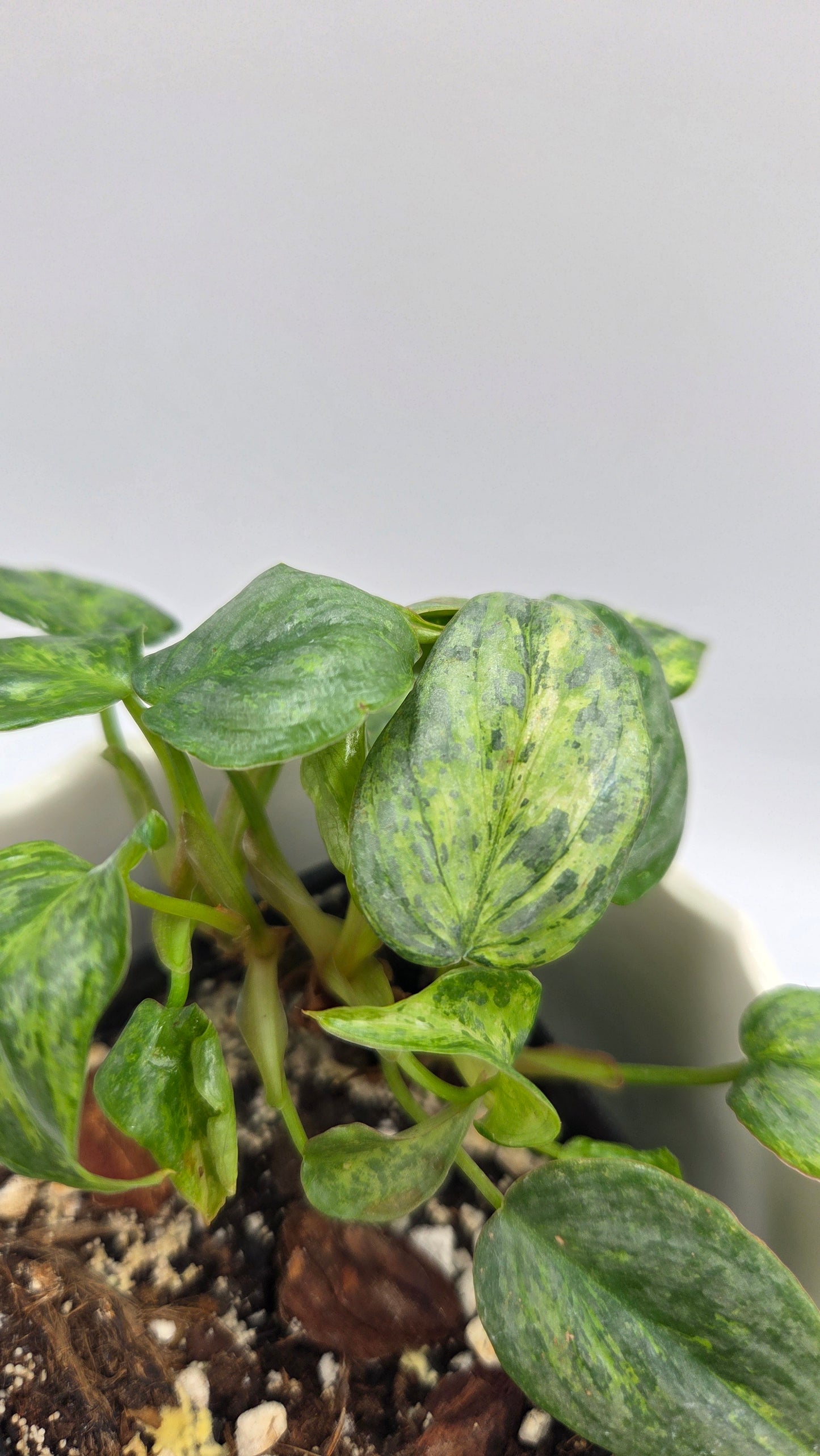 Philodendron Sodiroi Variegata (PHI-1075)
