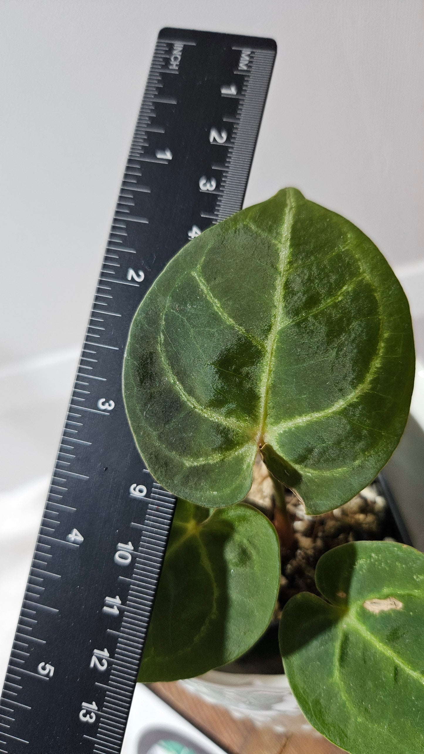 Anthurium Hoffmanii Red Sinus X Silver Hope (ANT-273)