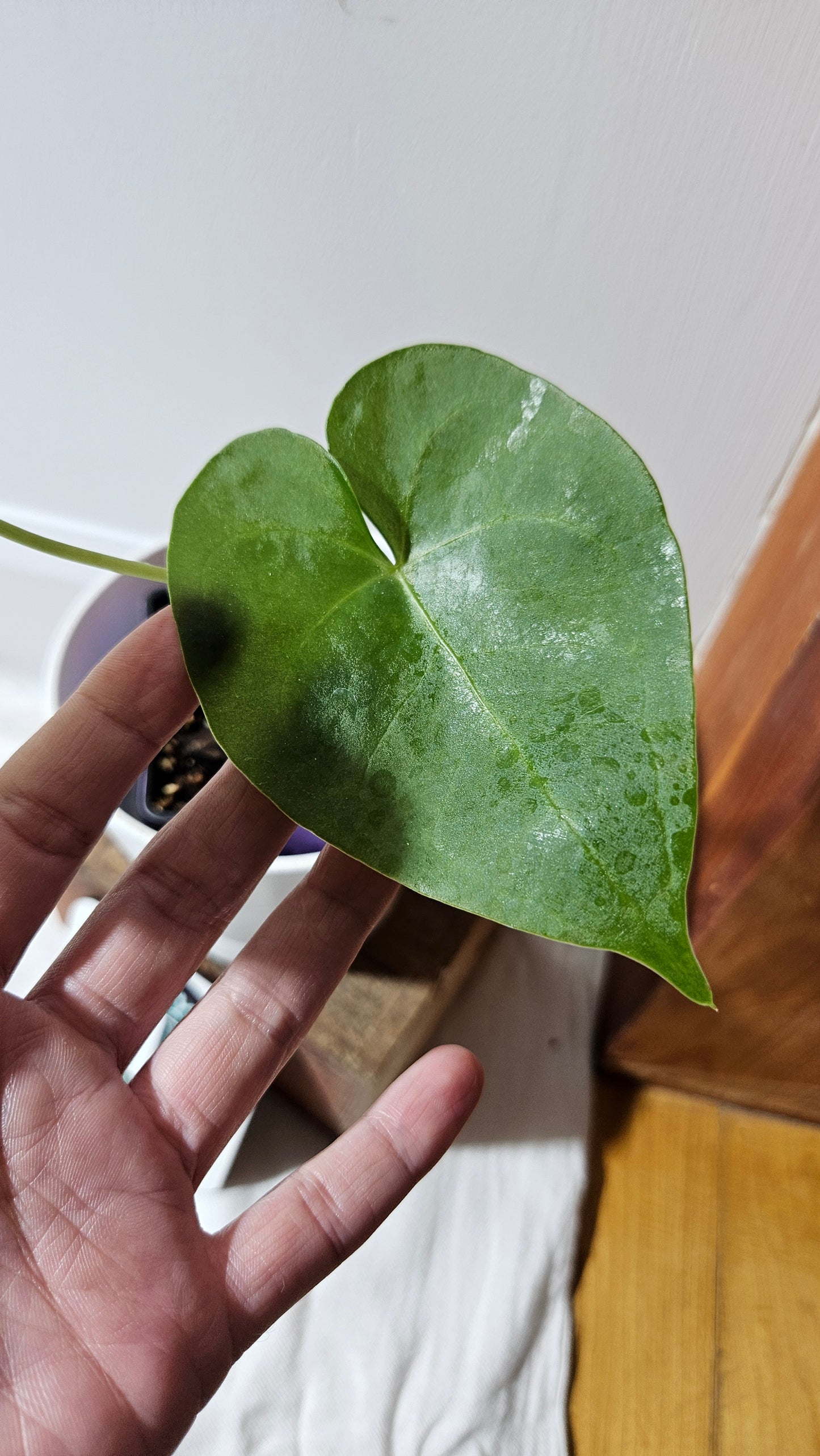 Anthurium Clarinervium X Jarii "format MOYEN" (ANT-551)