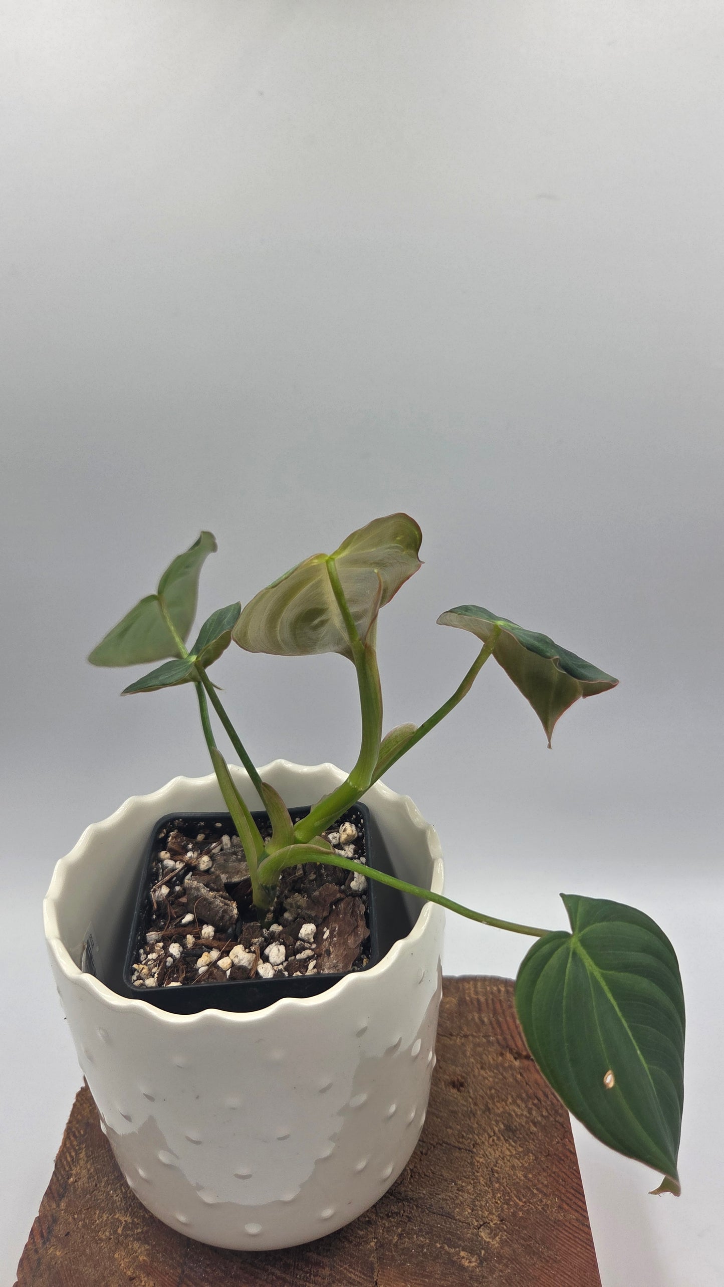 Philodendron Glorious (PHI-1038)