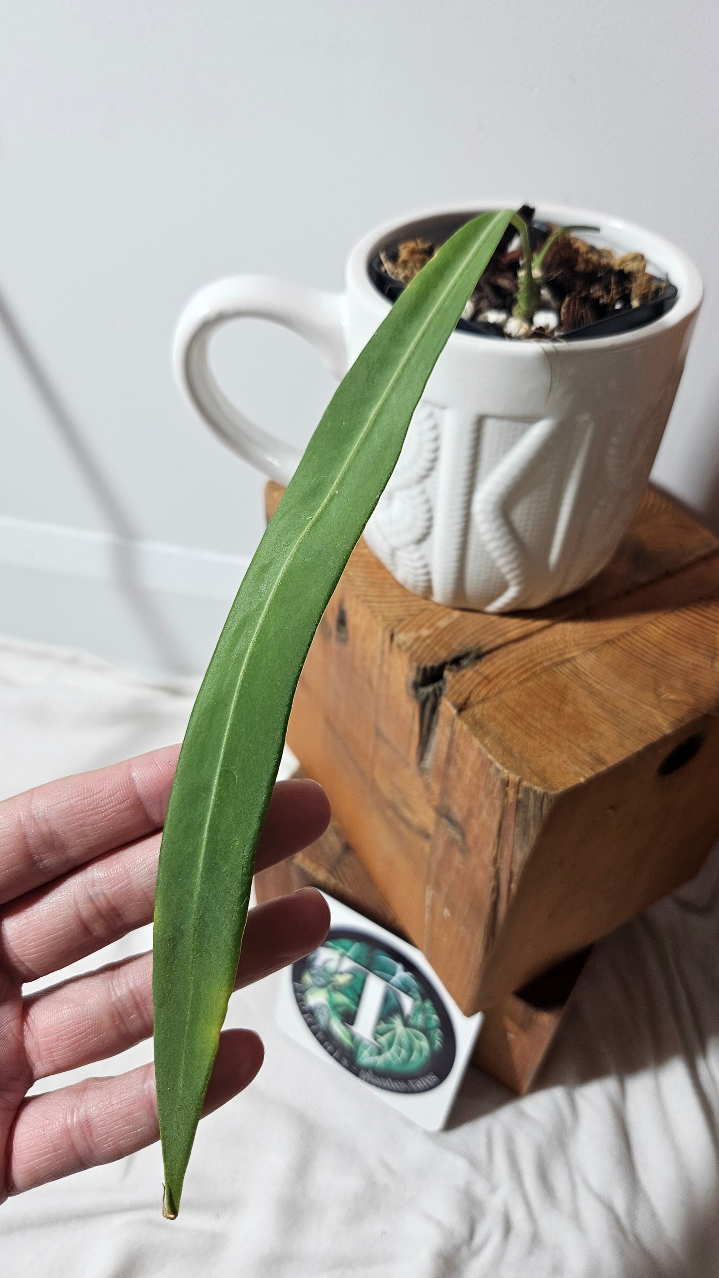 Anthurium Pallidiflorum Narrow "format MEDIUM"(ANT-163)