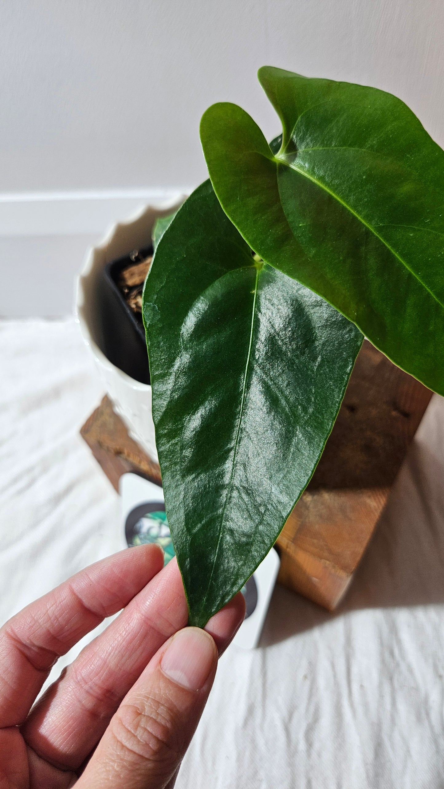 Anthurium Sagittatum Purple "format MOYEN"(ANT-617)