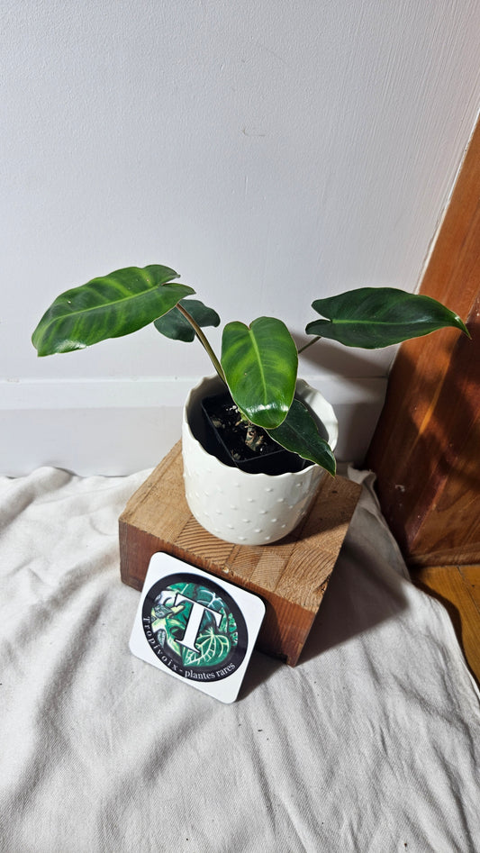 Philodendron Burlemarx Mint REVERT (PHI-655)