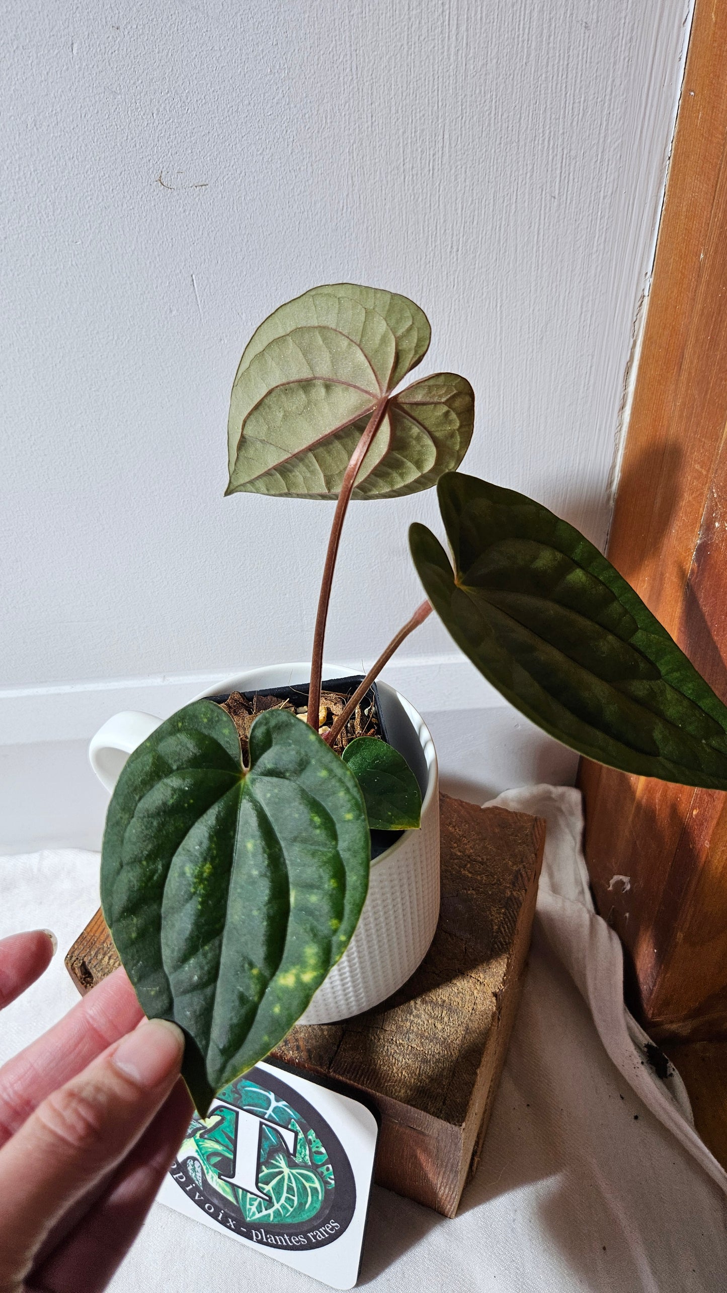 Anthurium Luxurians X Black Velvet Panama "format MOYEN" (ANT-639)