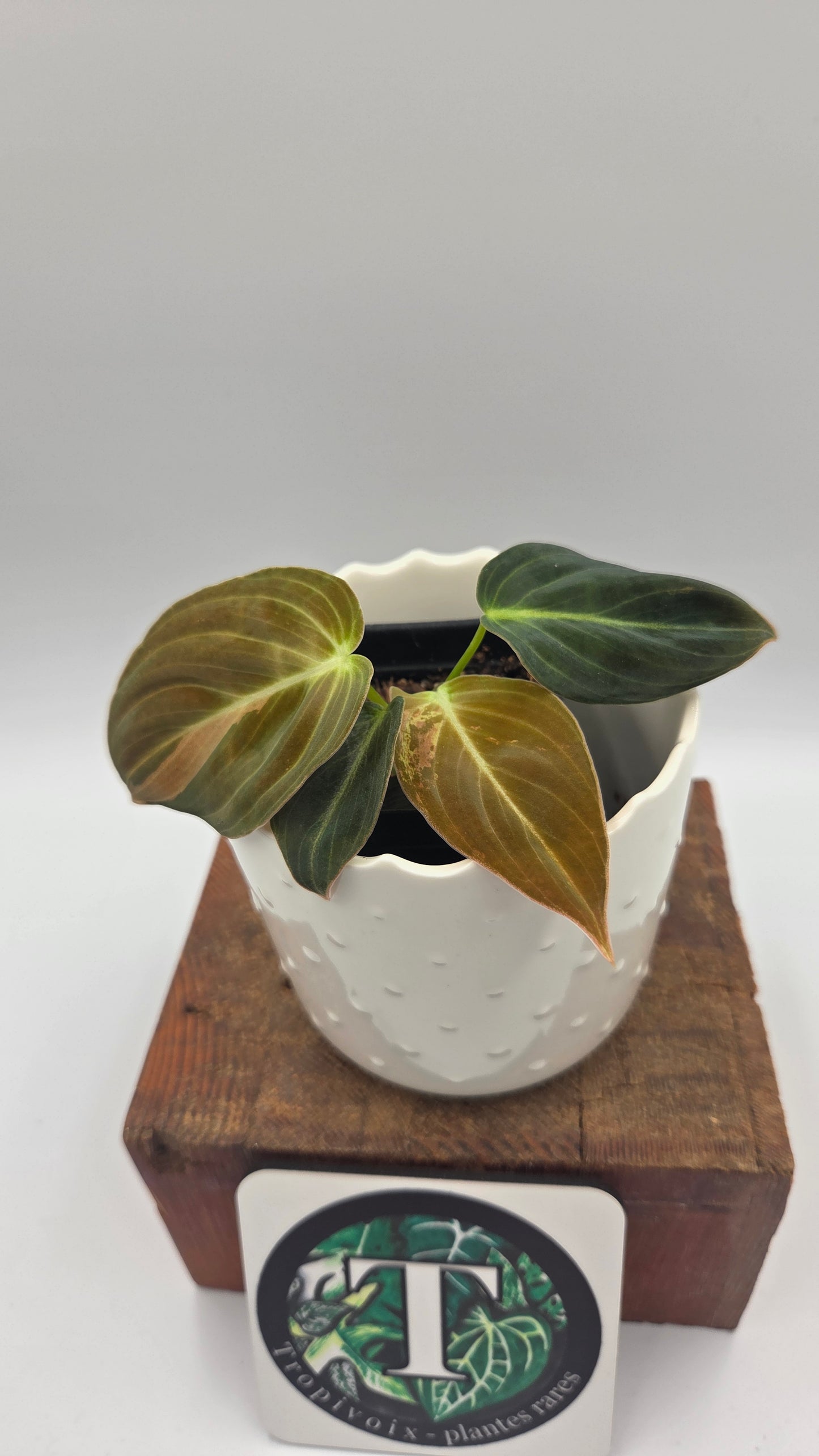 Philodendron Melanochrysum Variegata (PHI-1067)