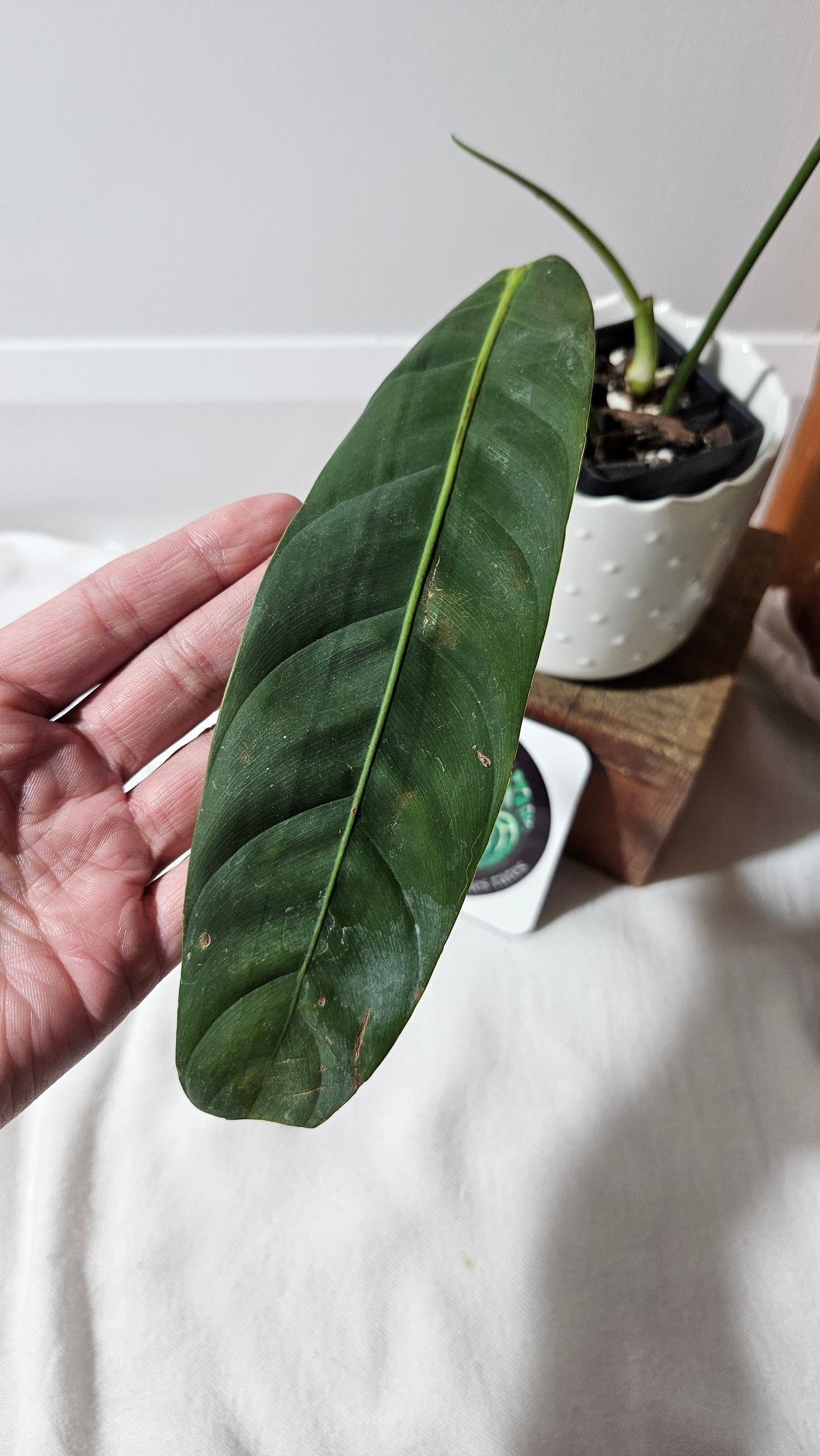 Philodendron Patriciae Black (PHI-920)