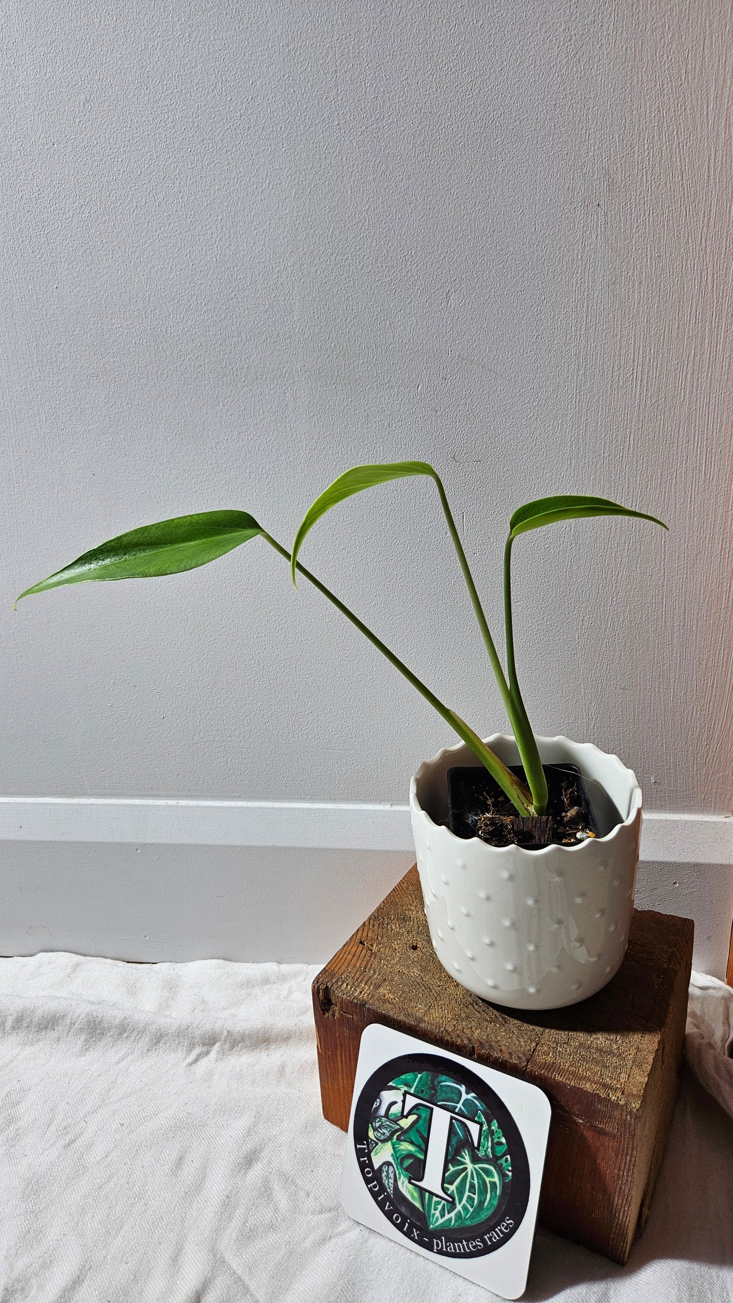 Monstera Burlemarx Flame/Dilacerata (MON-459)