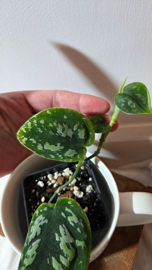 Scindapsus Tricolor Dark Form (SCI-1427)