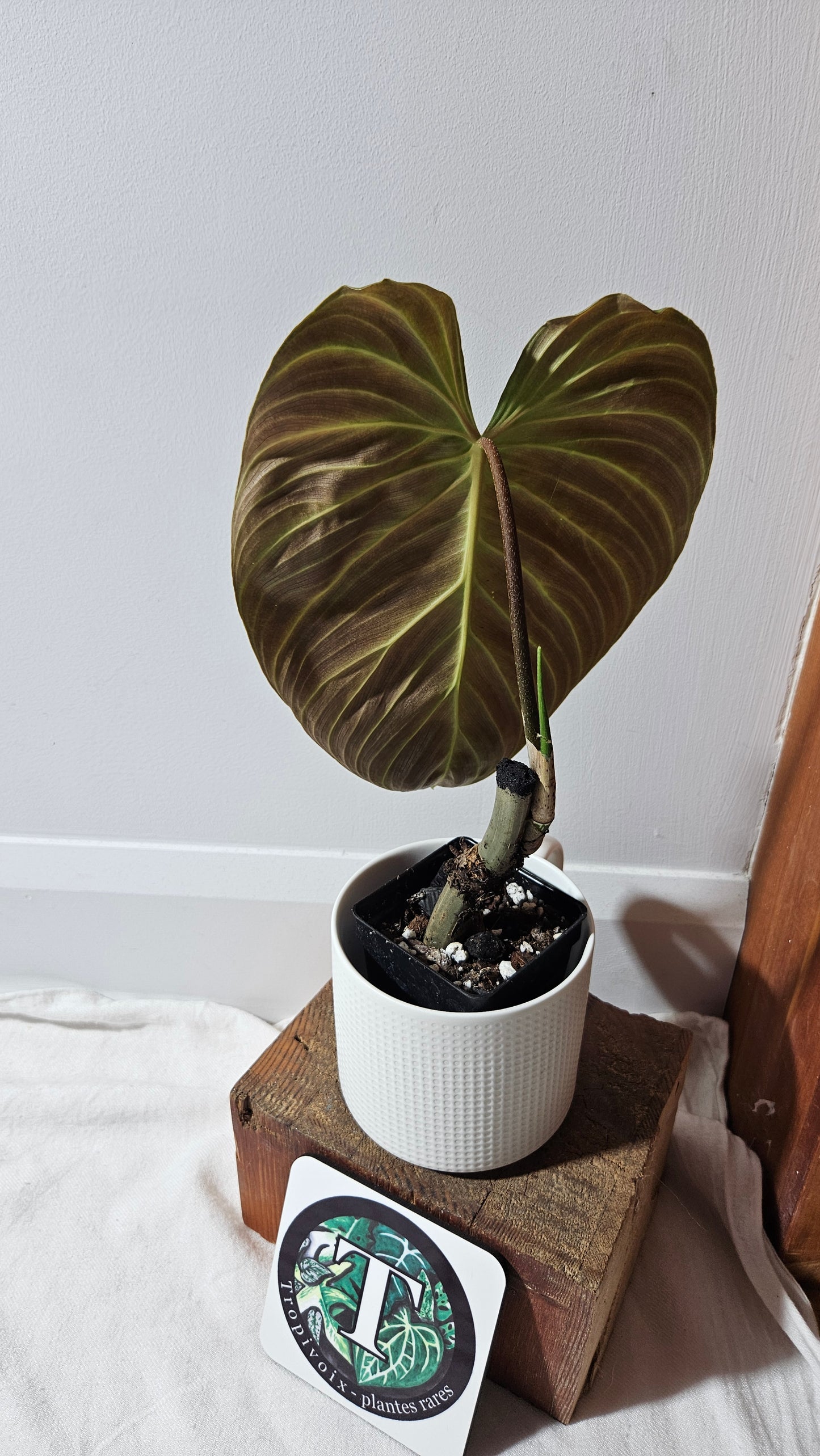 Philodendron Splendide "format LARGE" (PHI-941)