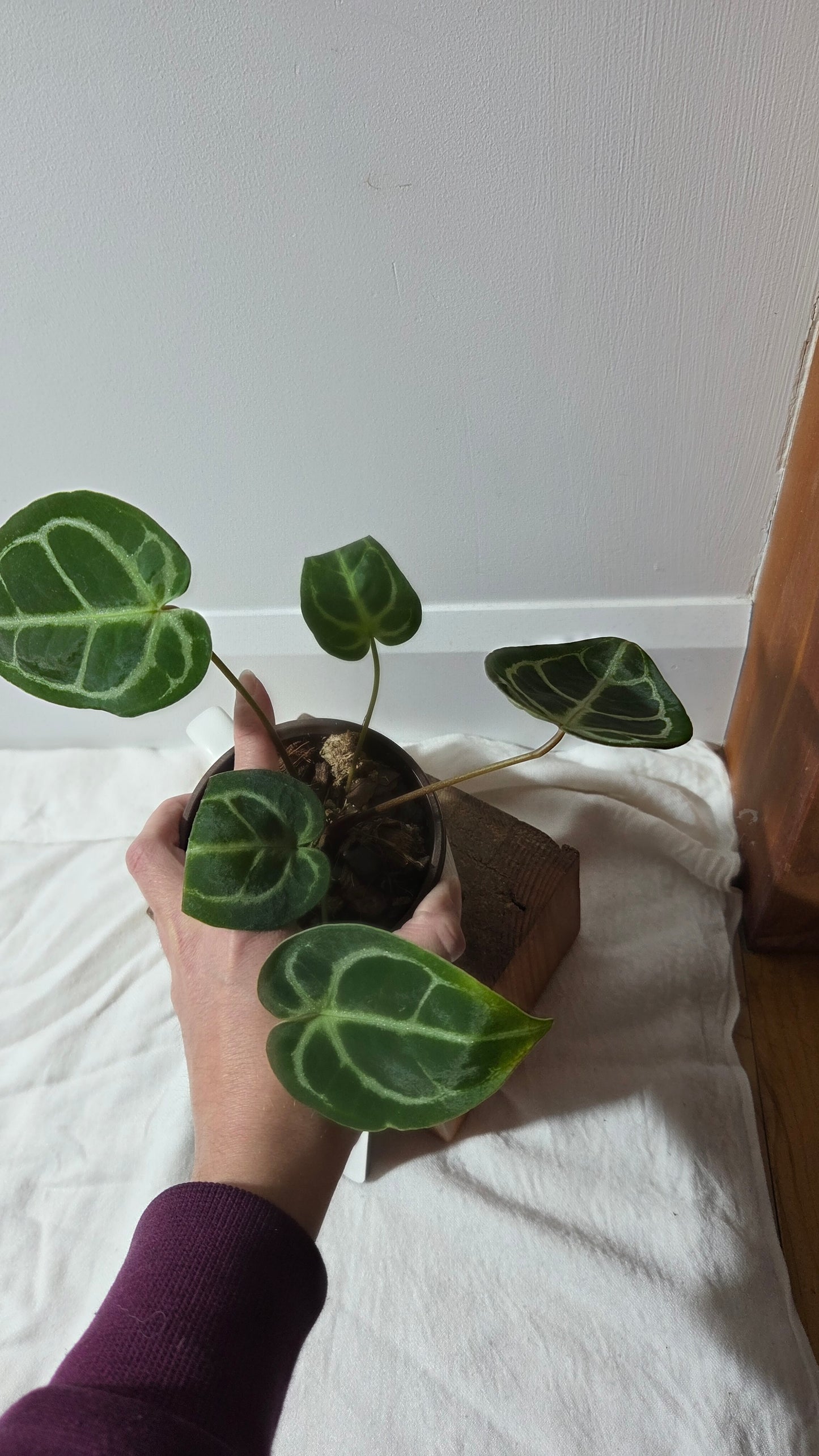 Anthurium Domino Hybrid "format MOYEN" (ANT-658)