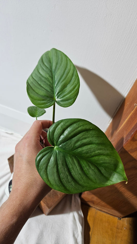 Philodendron Pastazanum Platinum (PHI-827)