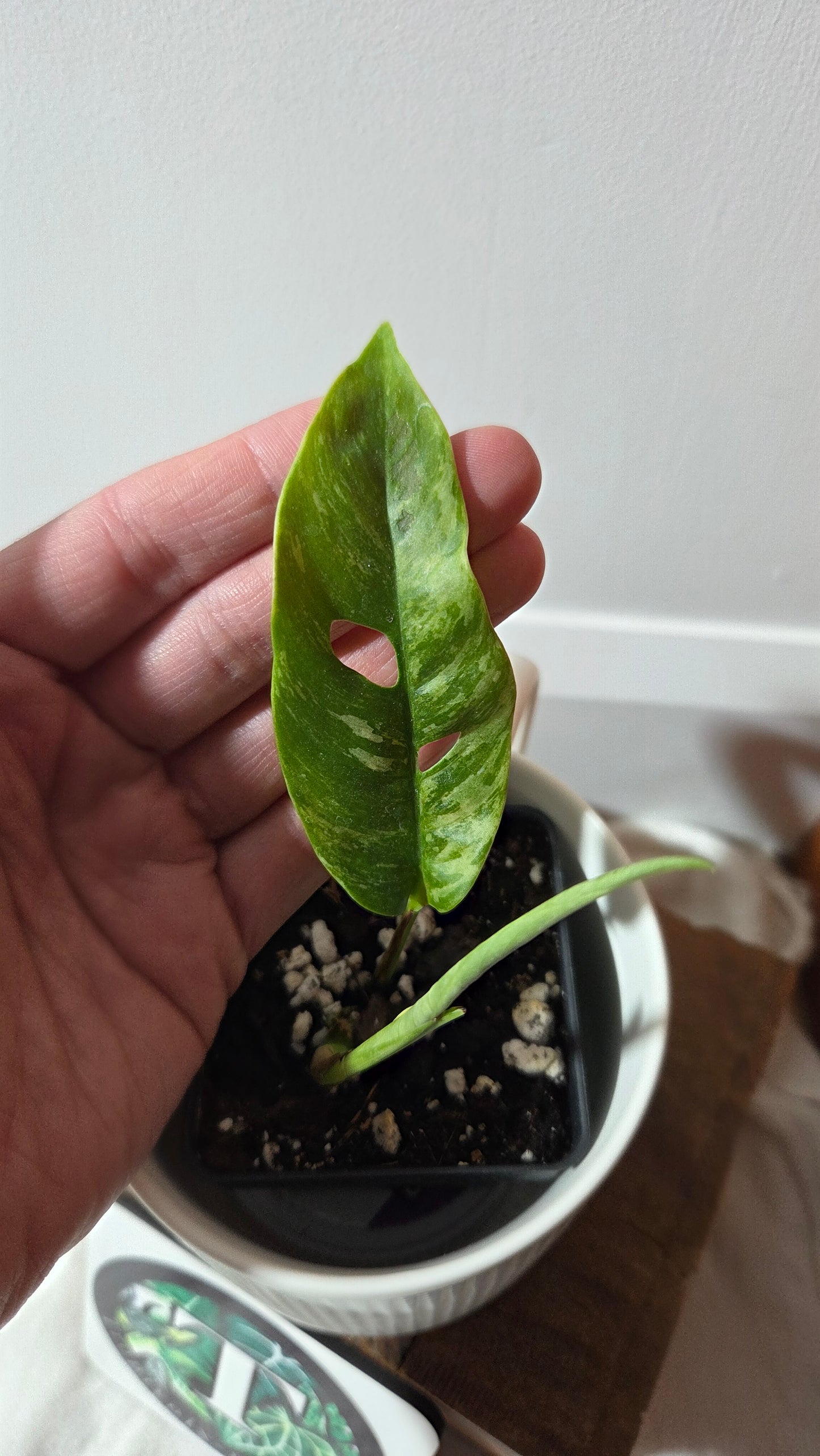 Rhaphidophora Masuwa Variegata (AUT-090)