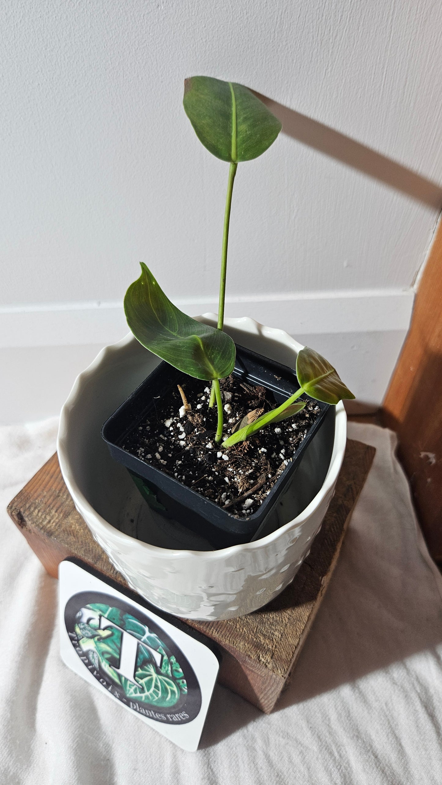 Philodendron Patriciae Black (PHI-763)
