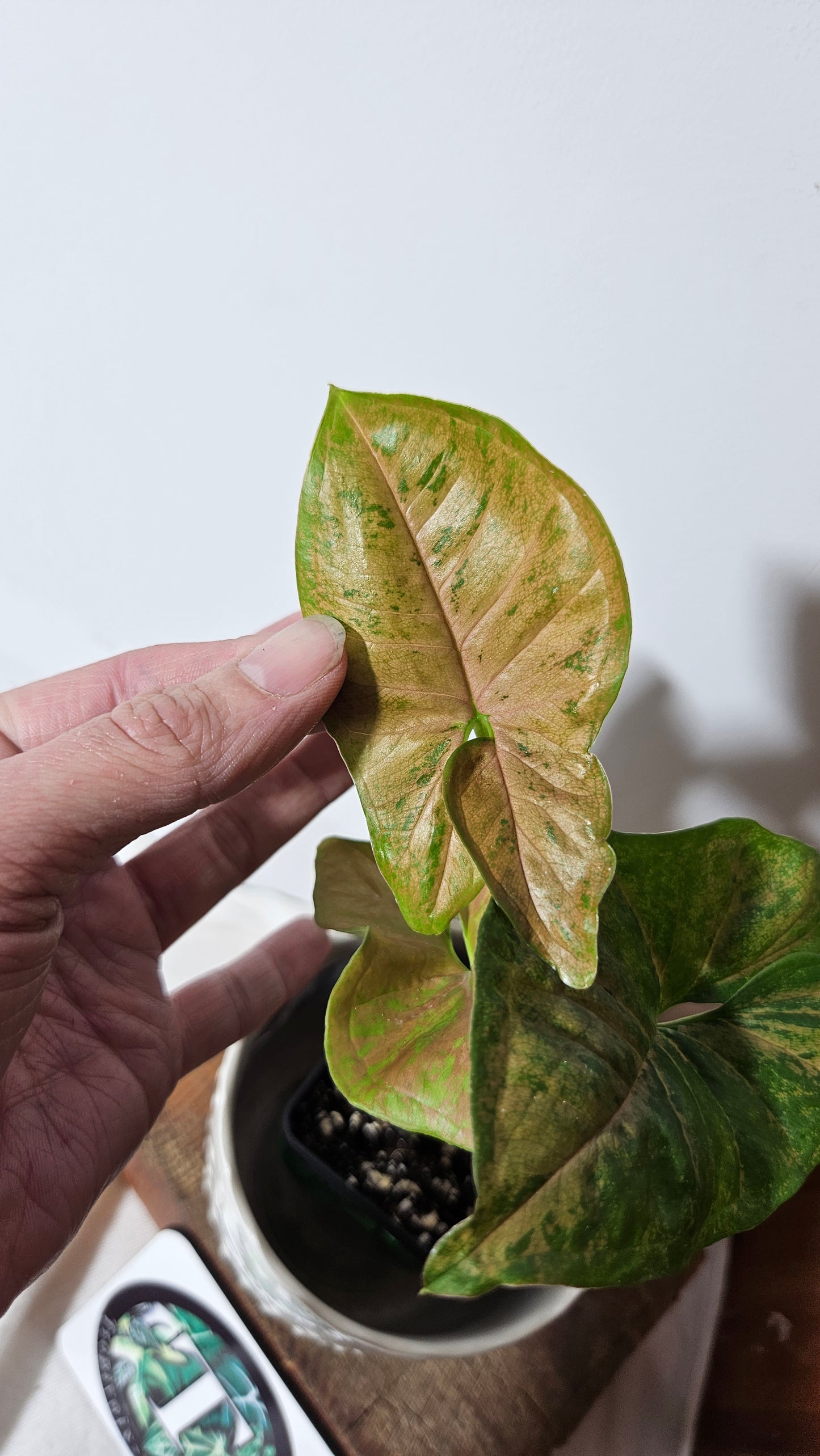 Syngonium Pink Flecked (SYN-314)