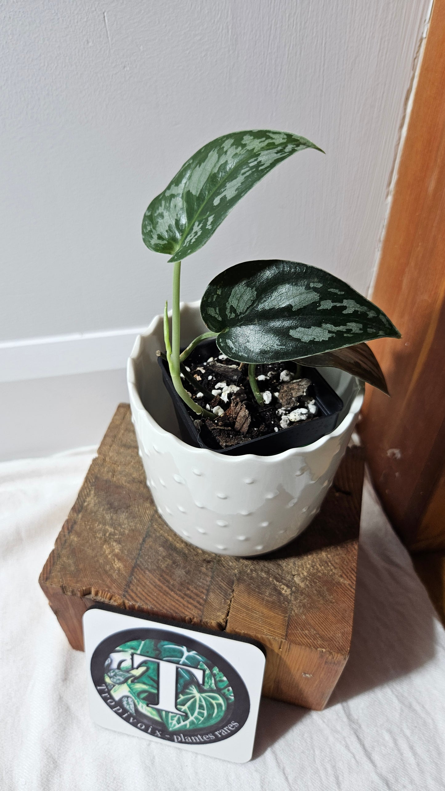 Scindapsus Black Exotica (SCI-1335)