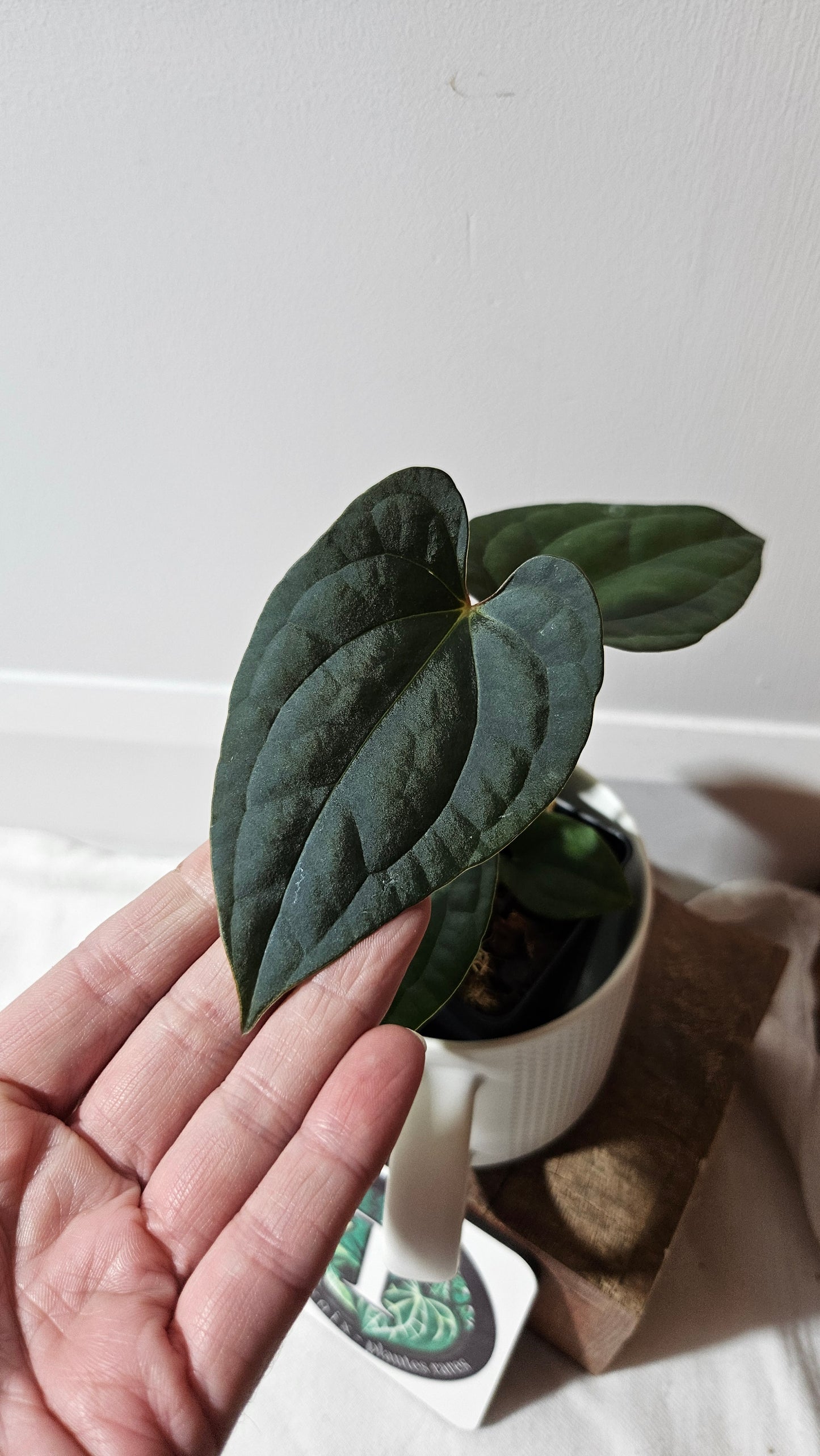 Anthurium  Papillilaminum X Luxurians "format MOYEN" (ANT-638)