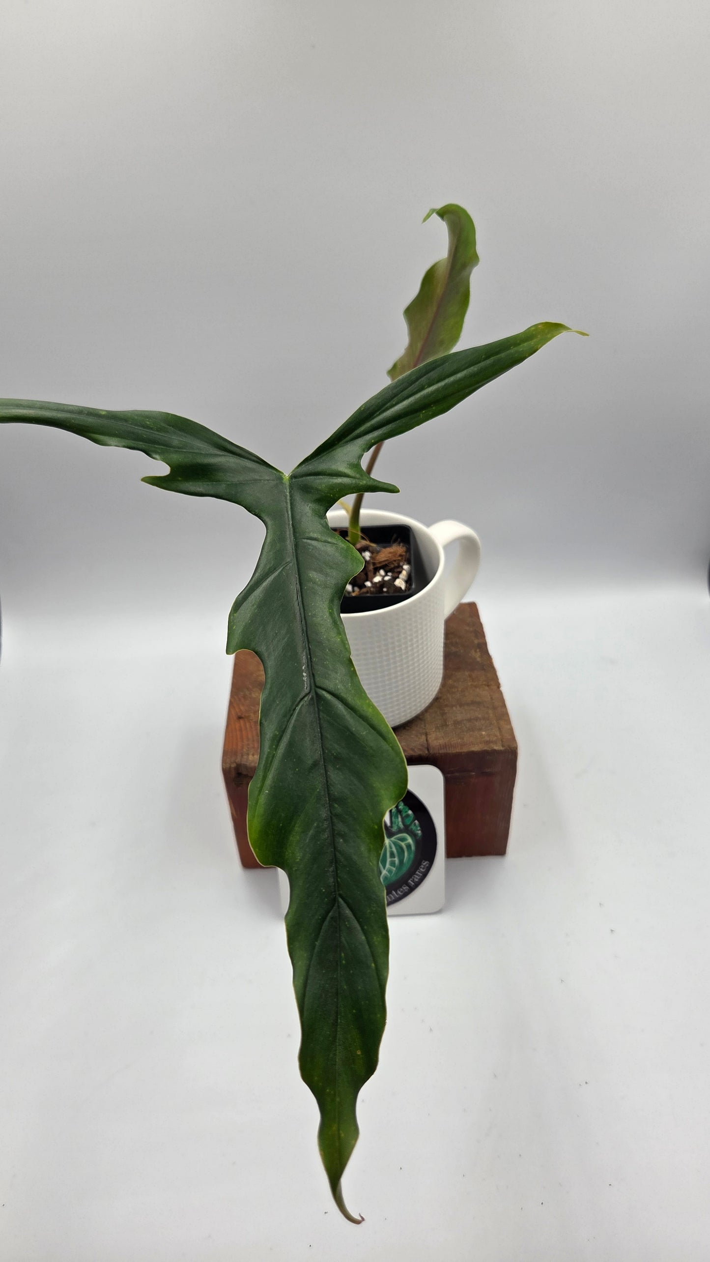 Philodendron Lavinia /(Paloraense cf X Tortum) (PHI-1079)