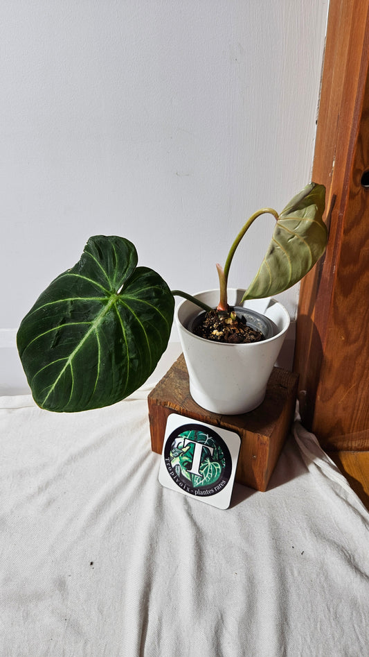 Philodendron Gloriosum Pink (PHI-831)
