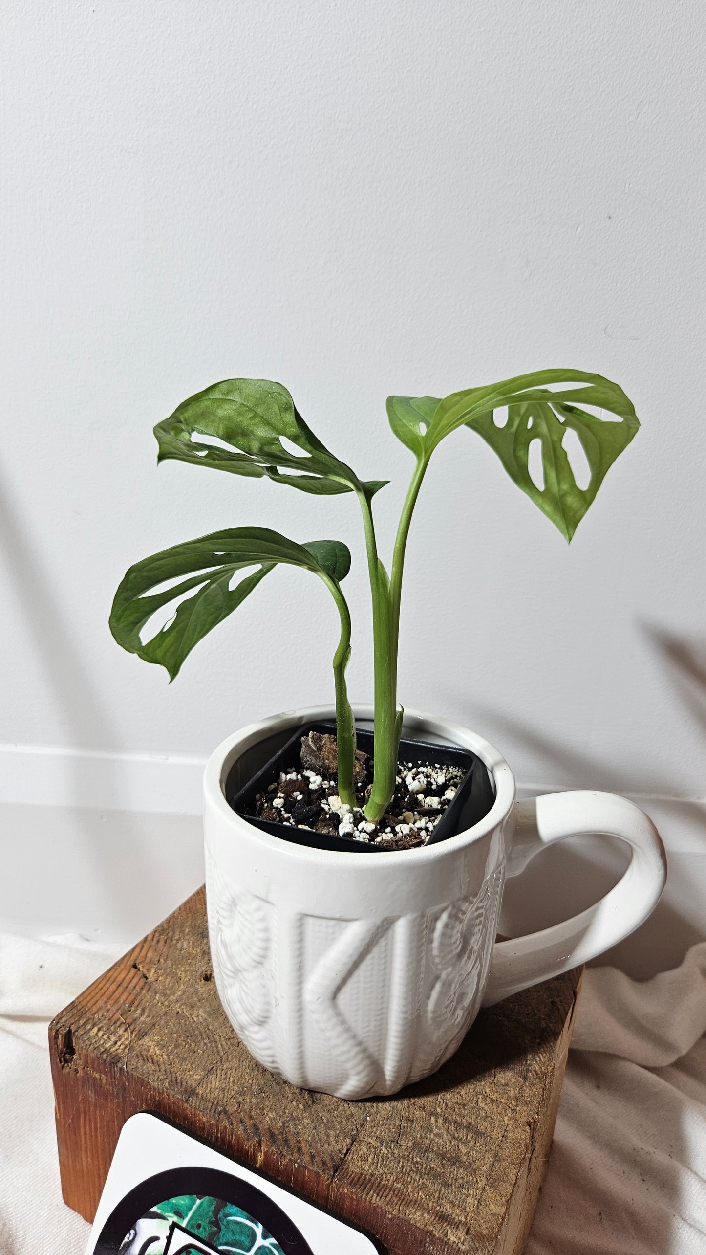 Monstera Acuminata (MON-226)