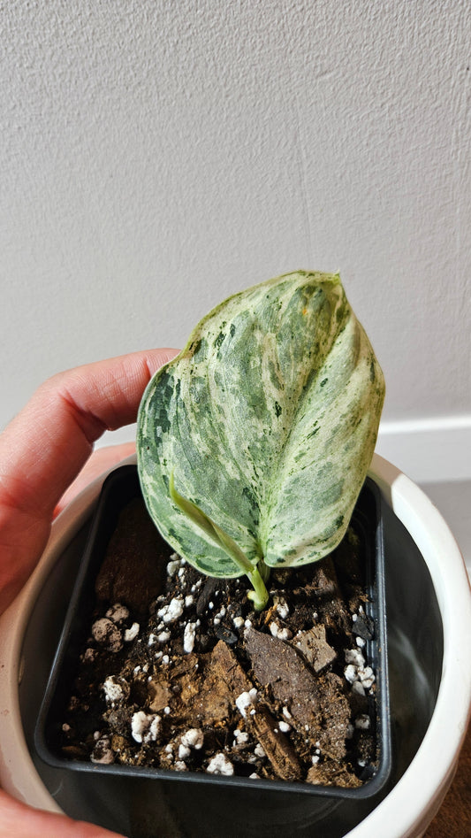Scindapsus Peasun (SCI-1247)