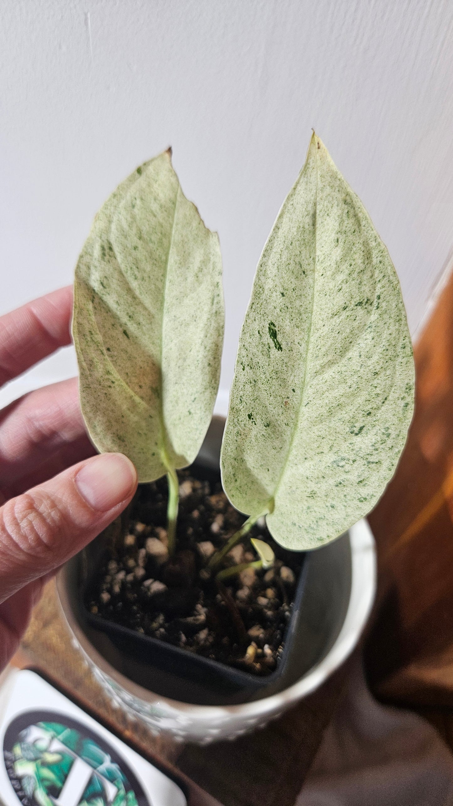 Monstera Laniata Mint (MON-392)