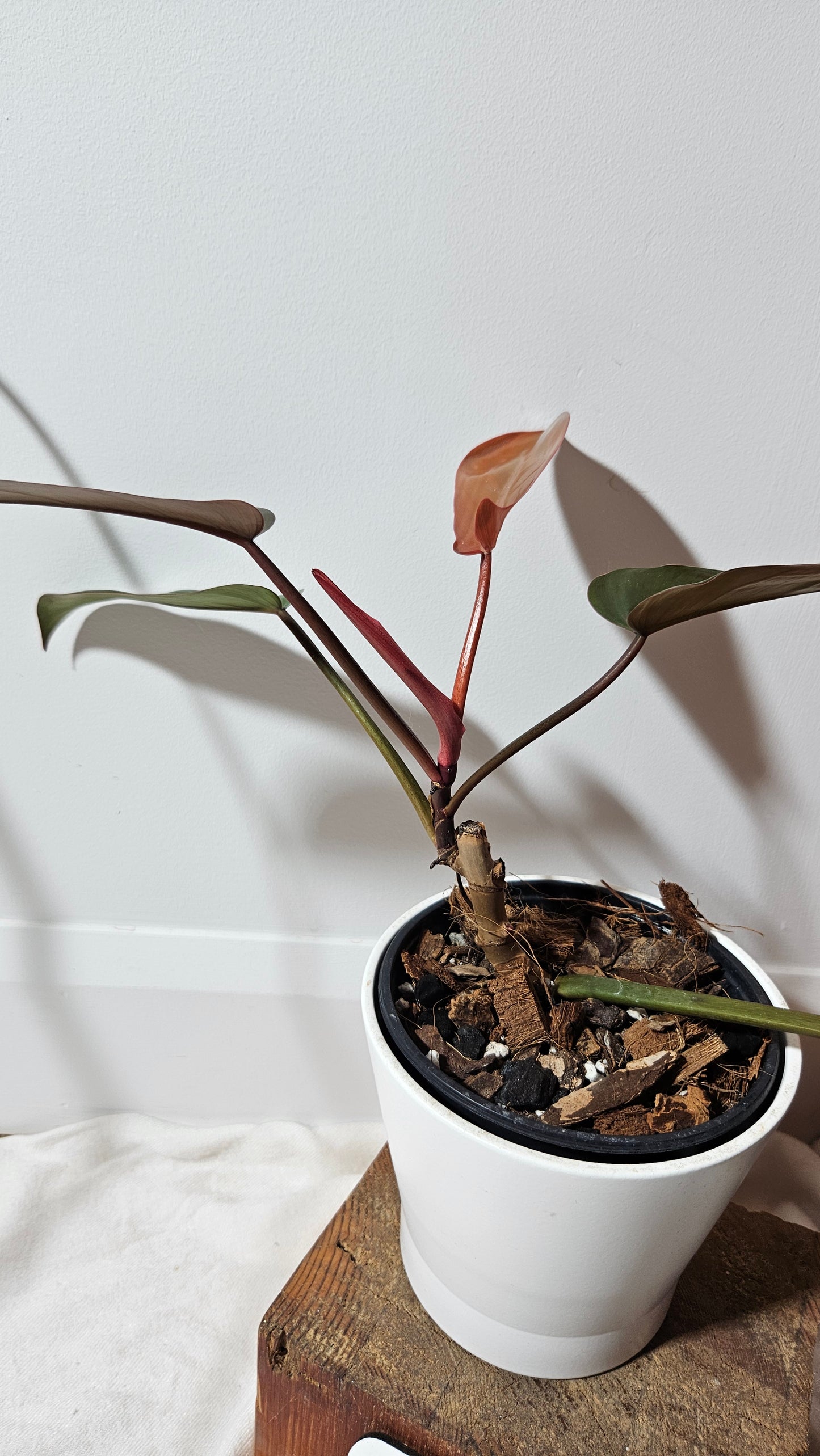 Philodendron Florida Bronze (PHI-386)