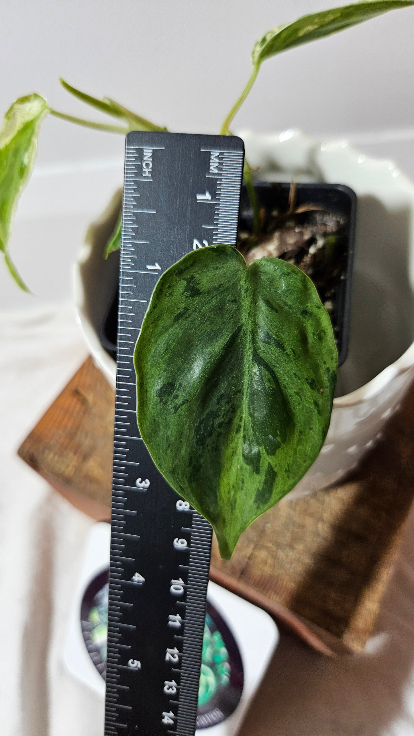 Philodendron Hederaceum Variegata (PHI-556)