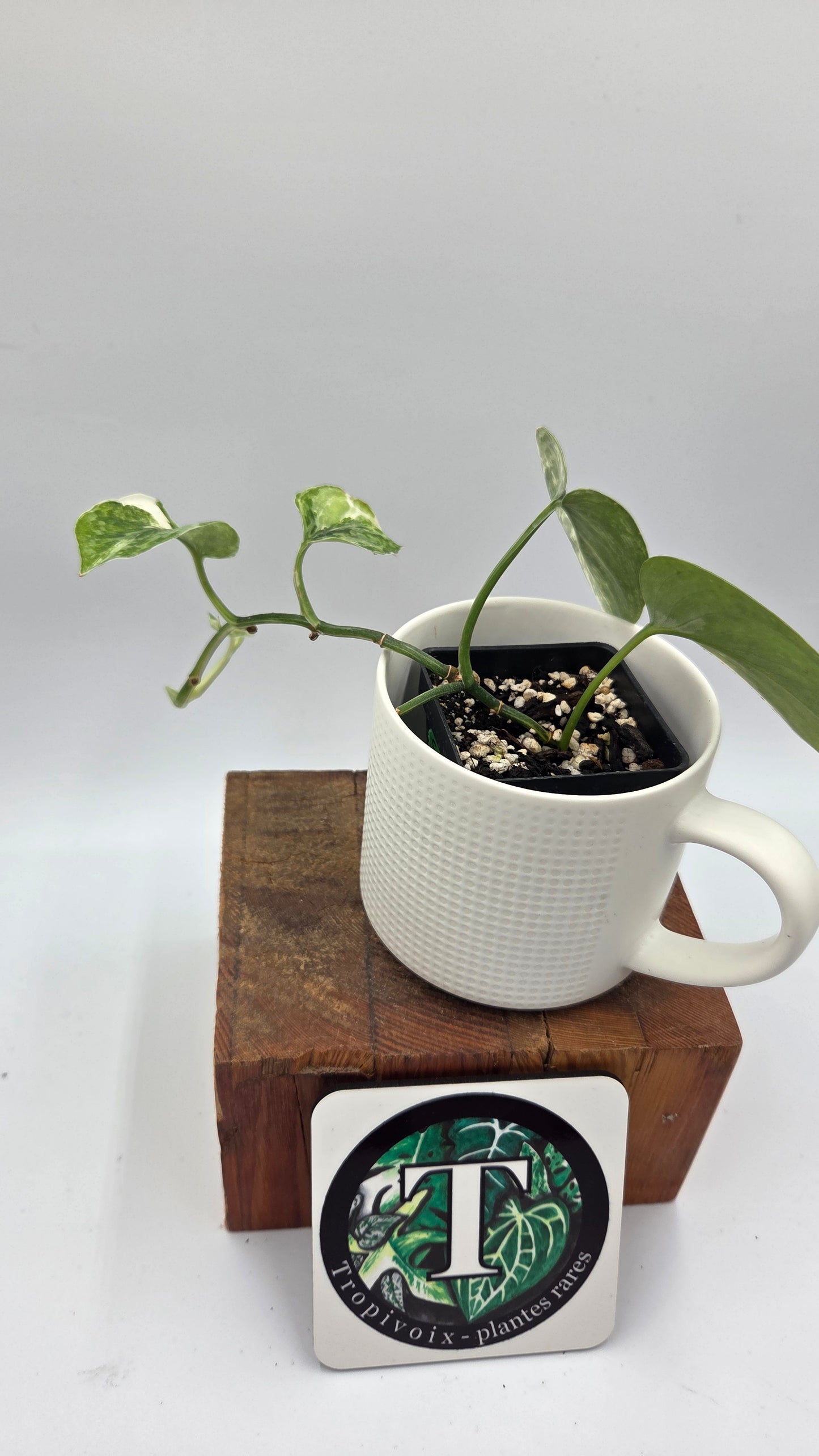 Scindapsus Silver Splash Kiara (SCI-1016)