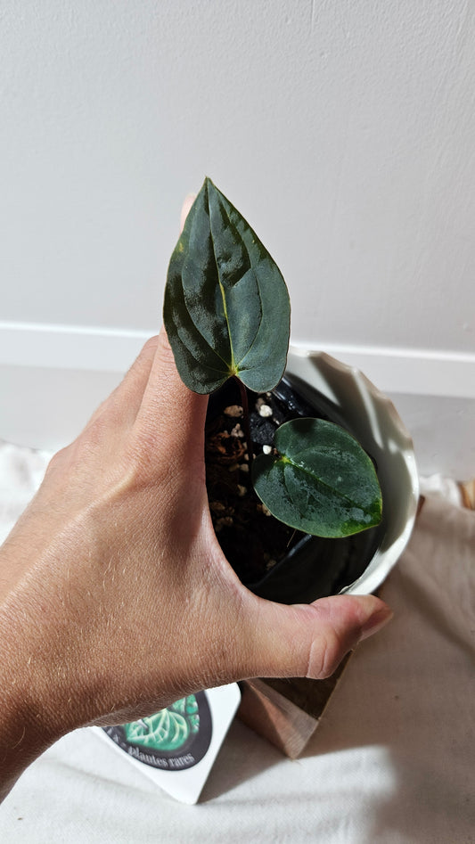 Anthurium  Papillilaminum (d'équateur) "format PETIT" (ANT-505)